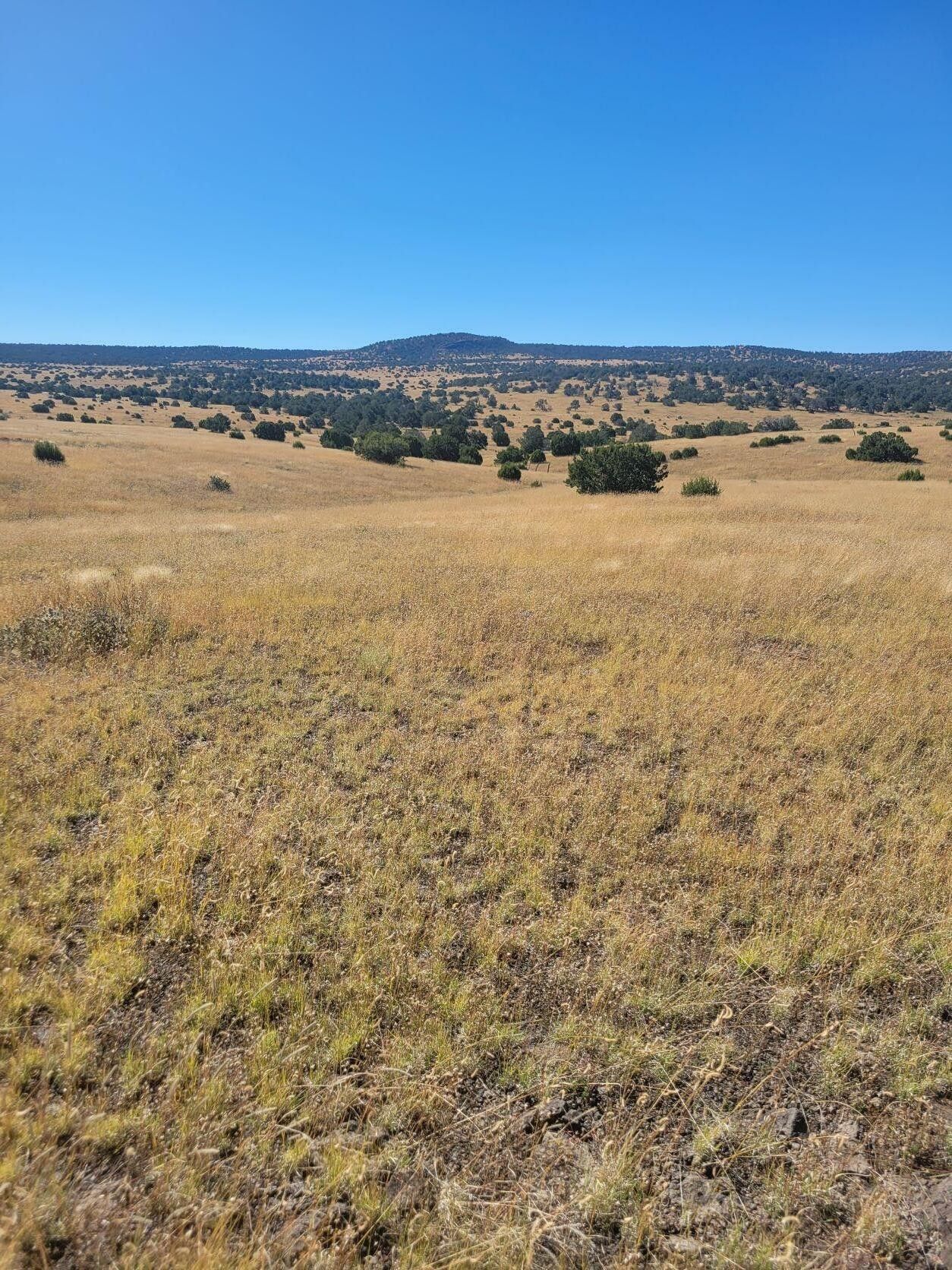 80 Acres, Unk, Quemado, NM 87829 Land and Farm