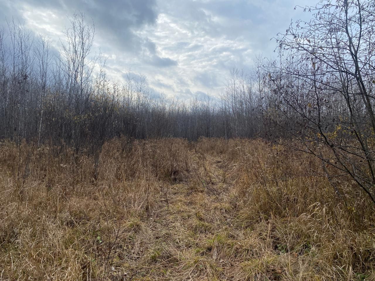 40 Acres, Near TIMBER RD, Catawba, WI 54515 Land and Farm