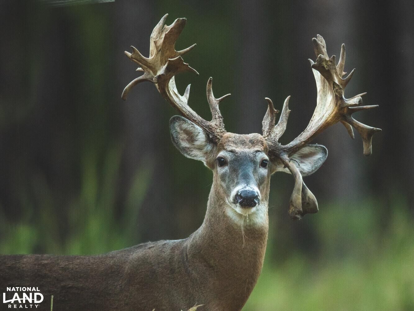 18618 Hwy 43, Linden, AL 36748 Land and Farm