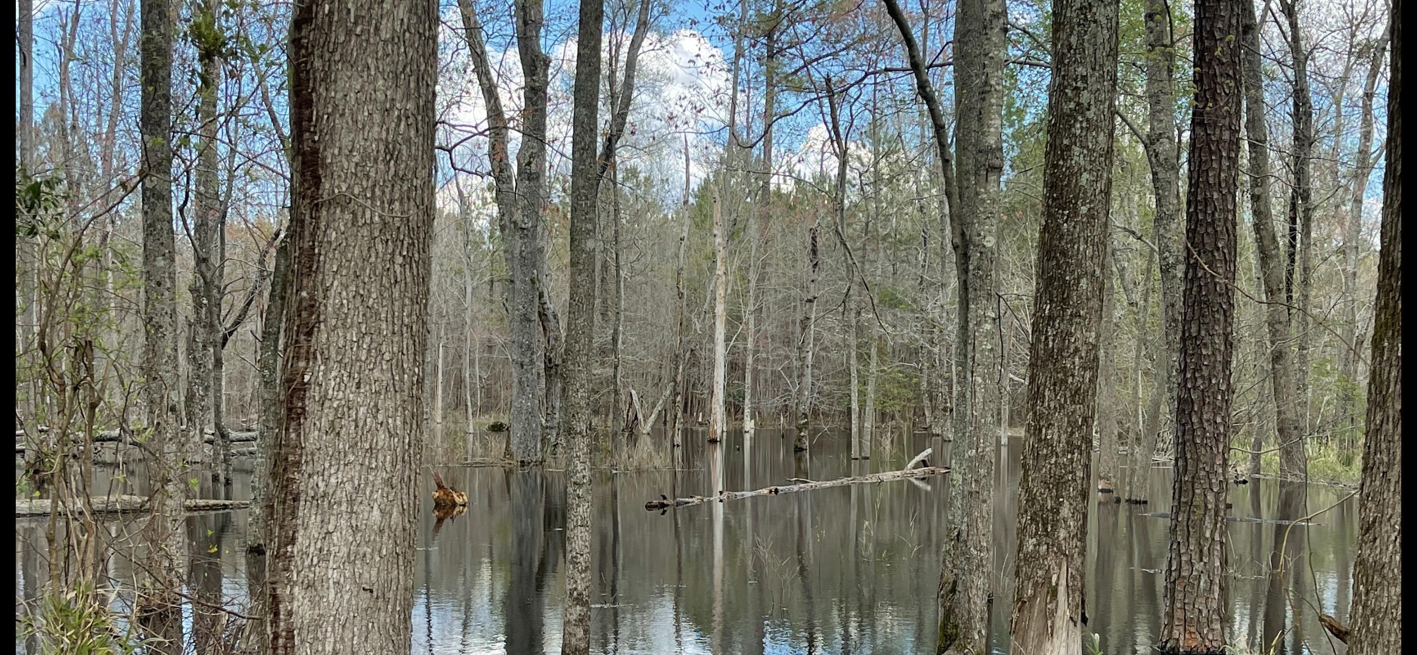 Off Riley Hill Road, Lot WP001, Wendell, NC 27591 Land and Farm