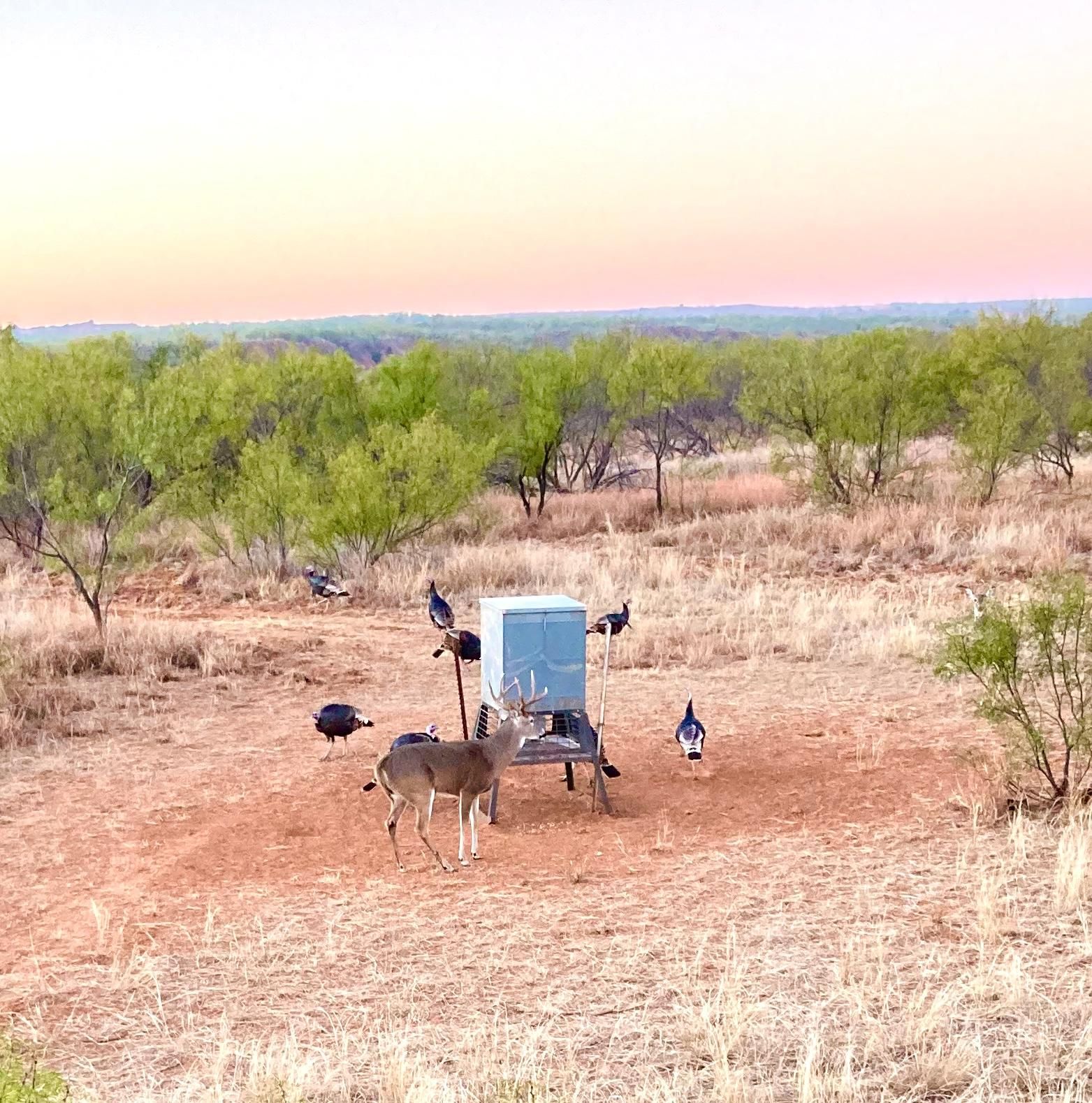 328 Acres, Memphis, TX 79201 Land and Farm