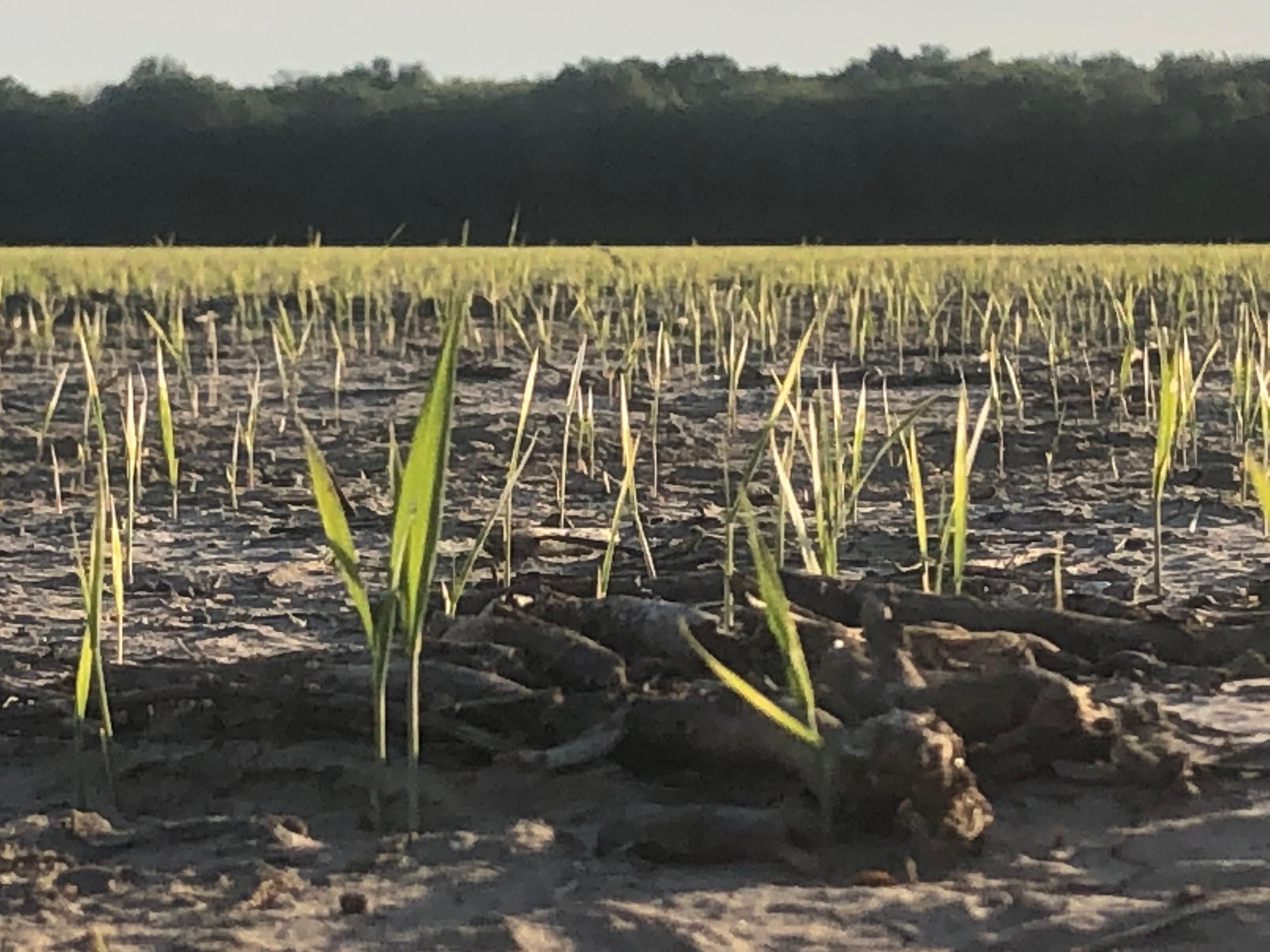 280 acres in Hickory Ridge, AR, 72347 Land and Farm