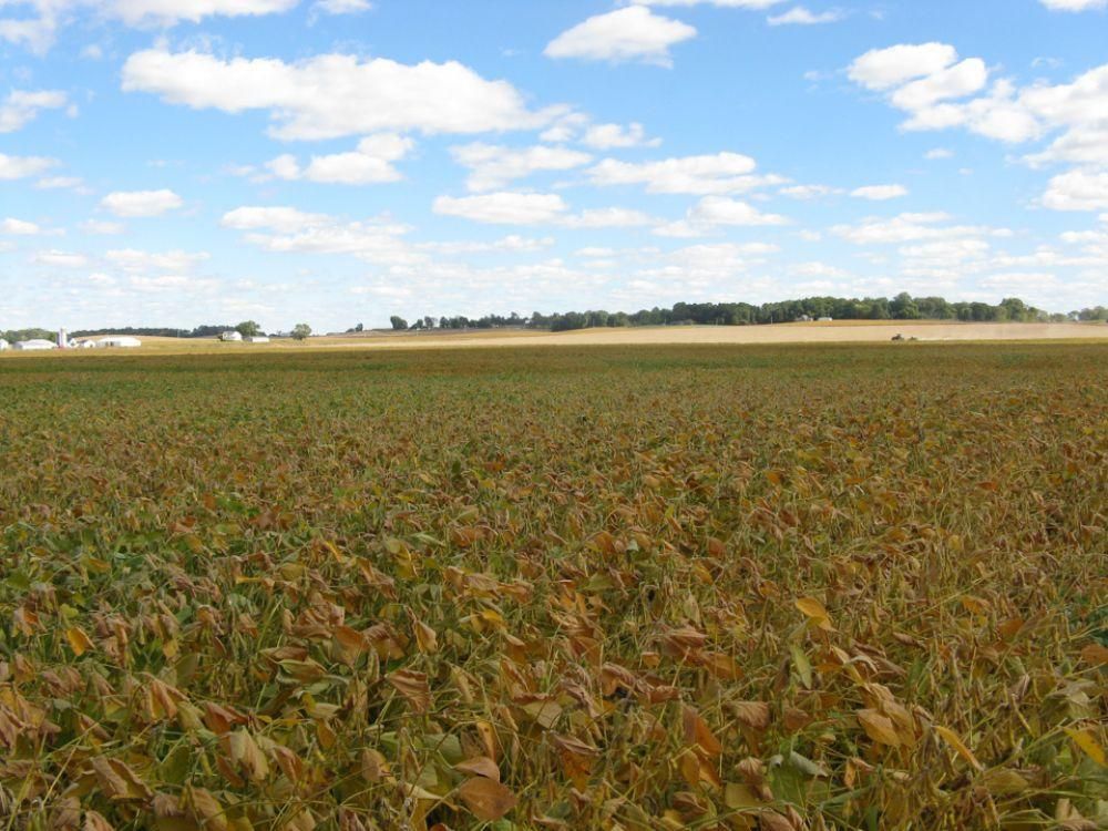 96 Acres, Poseyville, IN 47633 Land and Farm