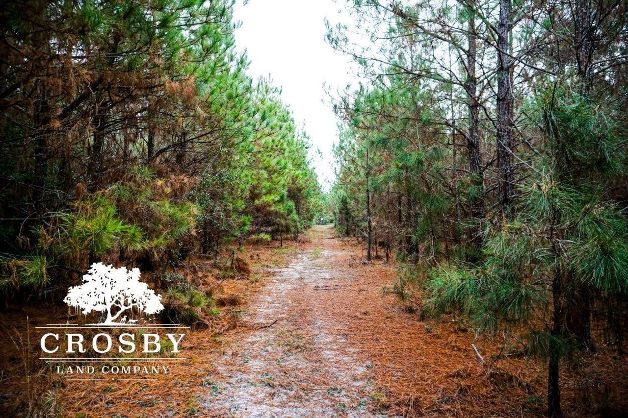 248 Acres, Olar, SC 29843 Land and Farm