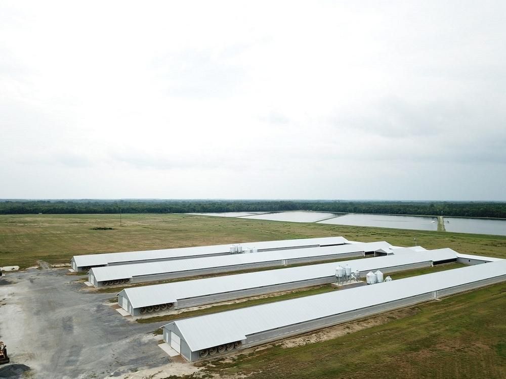 145 Acres, 7926 Hwy 116, Gainesville, AL 35464 Land and Farm