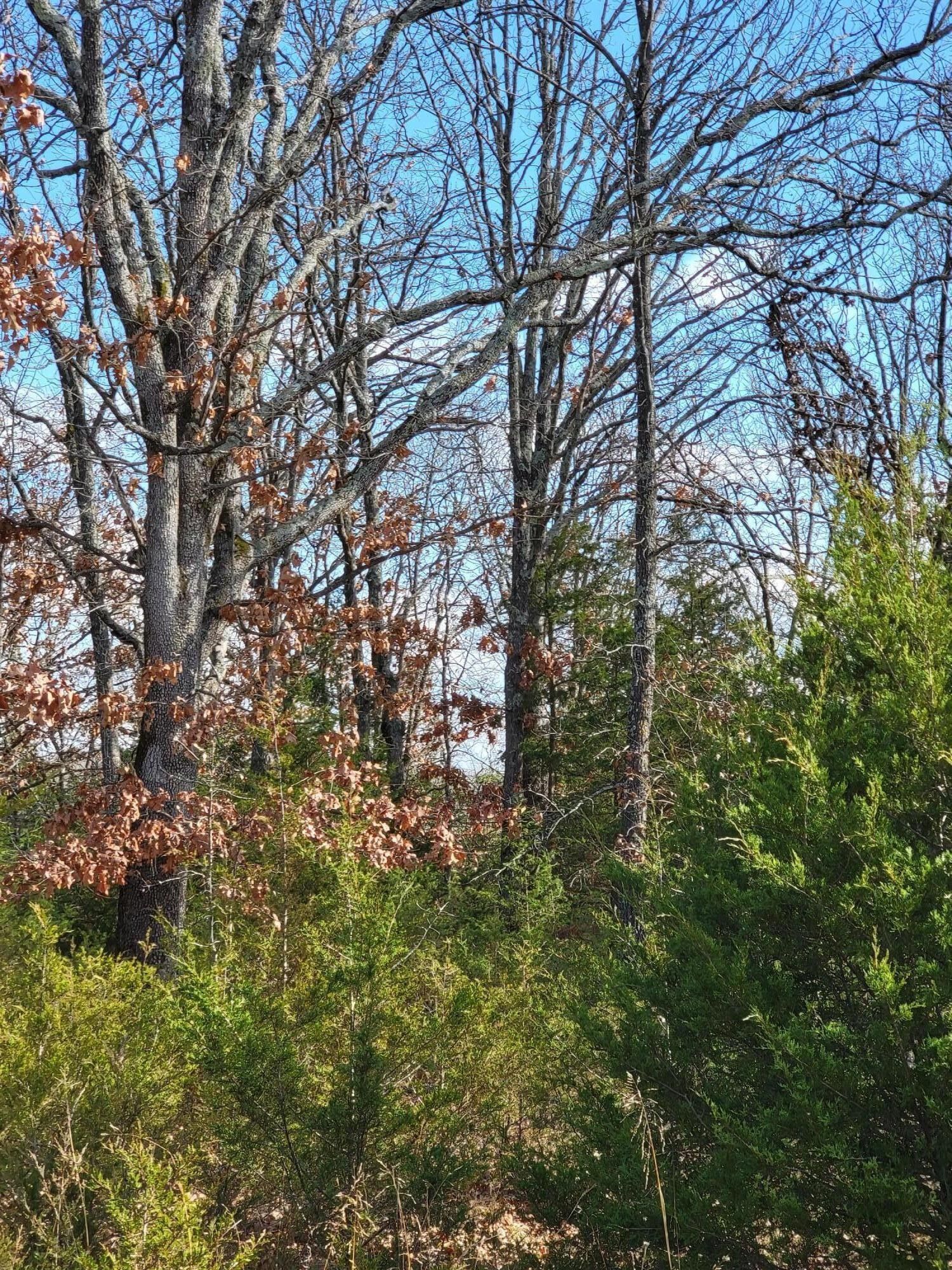 7.35 Acres, 00 Mills Valley, Marshfield, MO 65706 Land and Farm