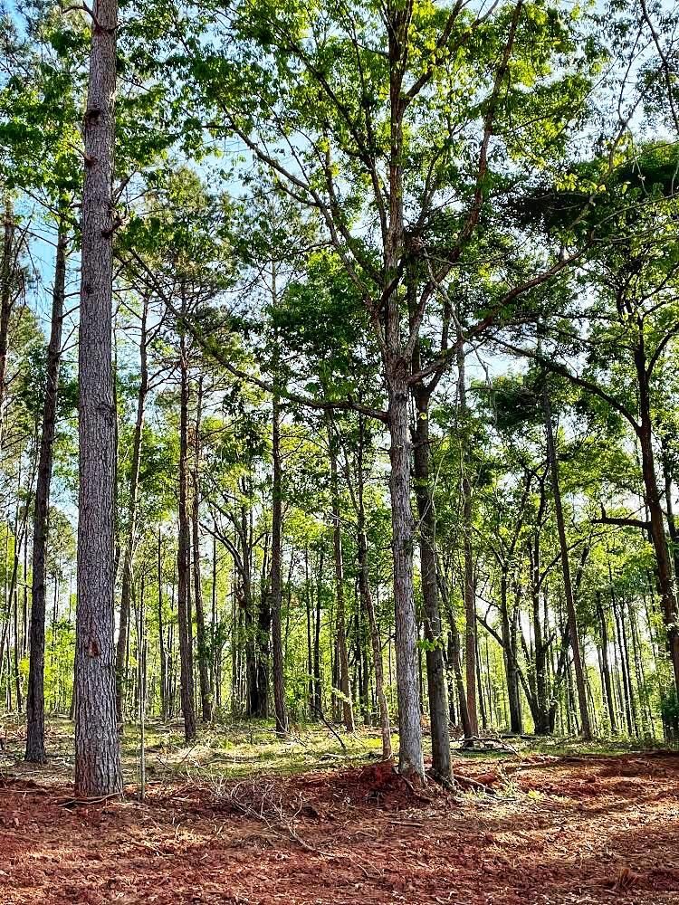 Watkins Farm Road, Nicholson, GA 30565 MLS 20093476 Land and Farm