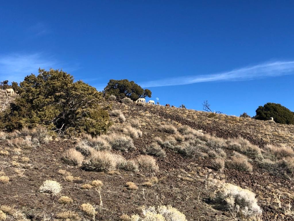 80.9 Acres, TBD Hungarian Partridge Trail, Reno, NV 89510 Land and Farm