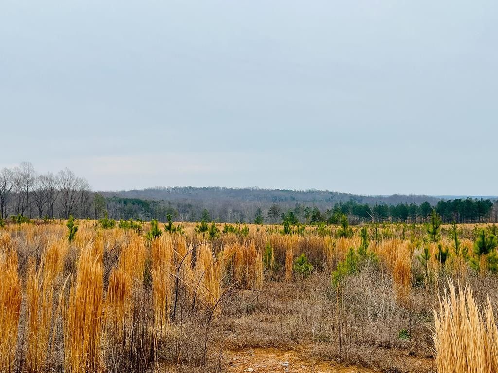 37.9 Acres, State Rt 623 Chellowe Rd, Dillwyn, VA 23936 | Land and Farm