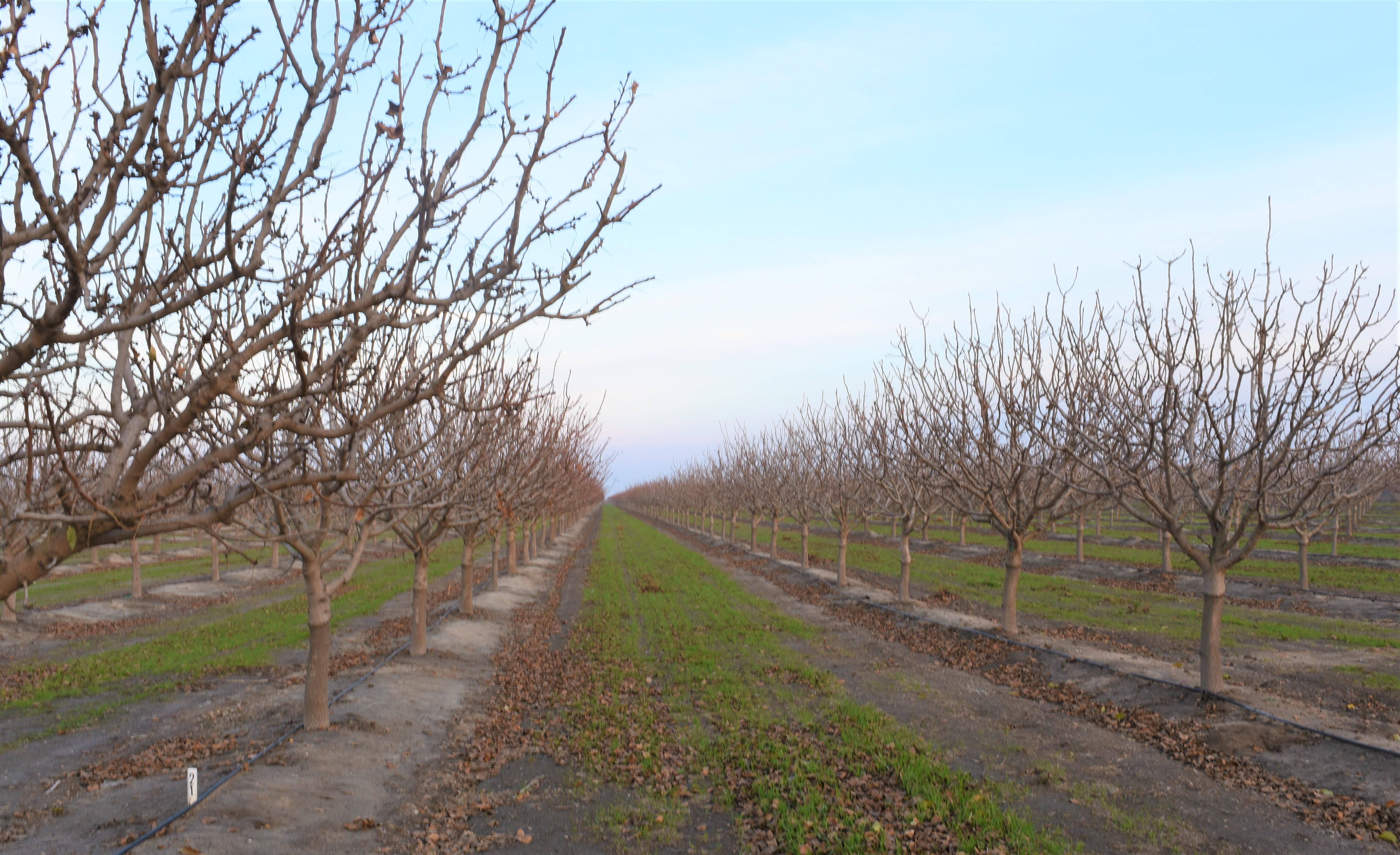 410 Acres, 10679 Road 5 1/2, Firebaugh, CA 93622 Land and Farm