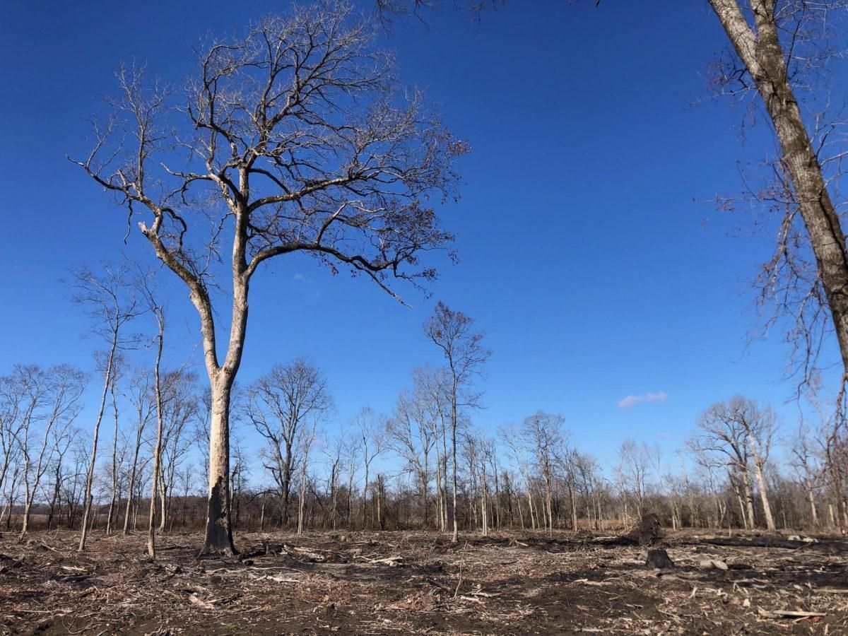 0 Acres, +/ 4.5 Acres, Deer Creek Farms, Sharkey County, MS Lot 4