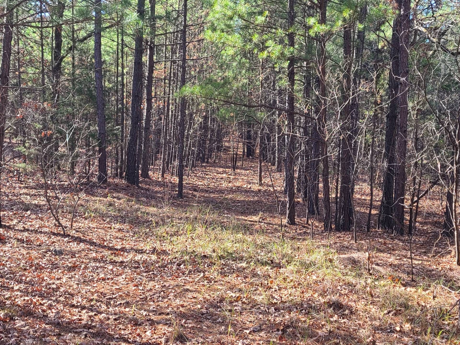 40 Acres, TALIHINA BEAR CREEK RD, Talihina, OK 74571 Land and Farm