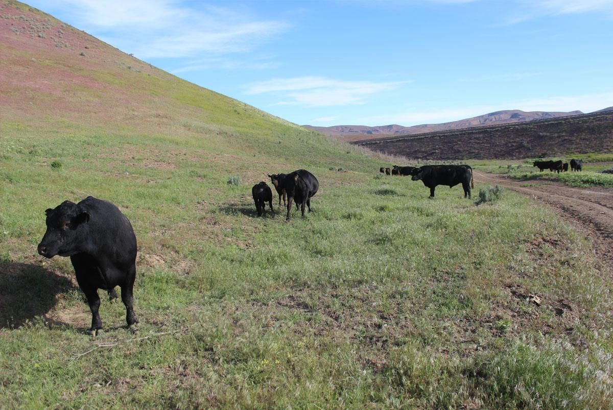10,000 Acres, Moores Hollow Road, Ontario, OR 97914 Land and Farm