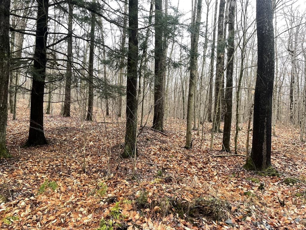 4.42 Acres, 0 Patton Rd, Forksville, PA 18616 Land and Farm