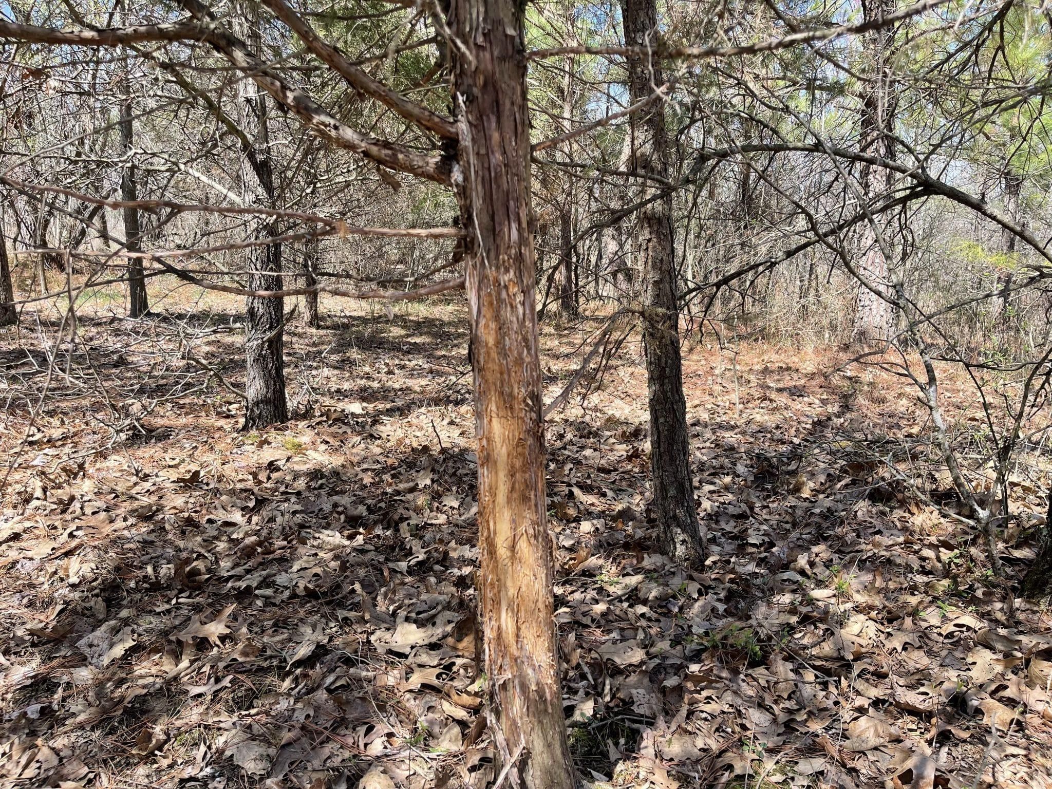 30 Acres, 000 County Farm Rd, Kell, IL 62853 Land and Farm