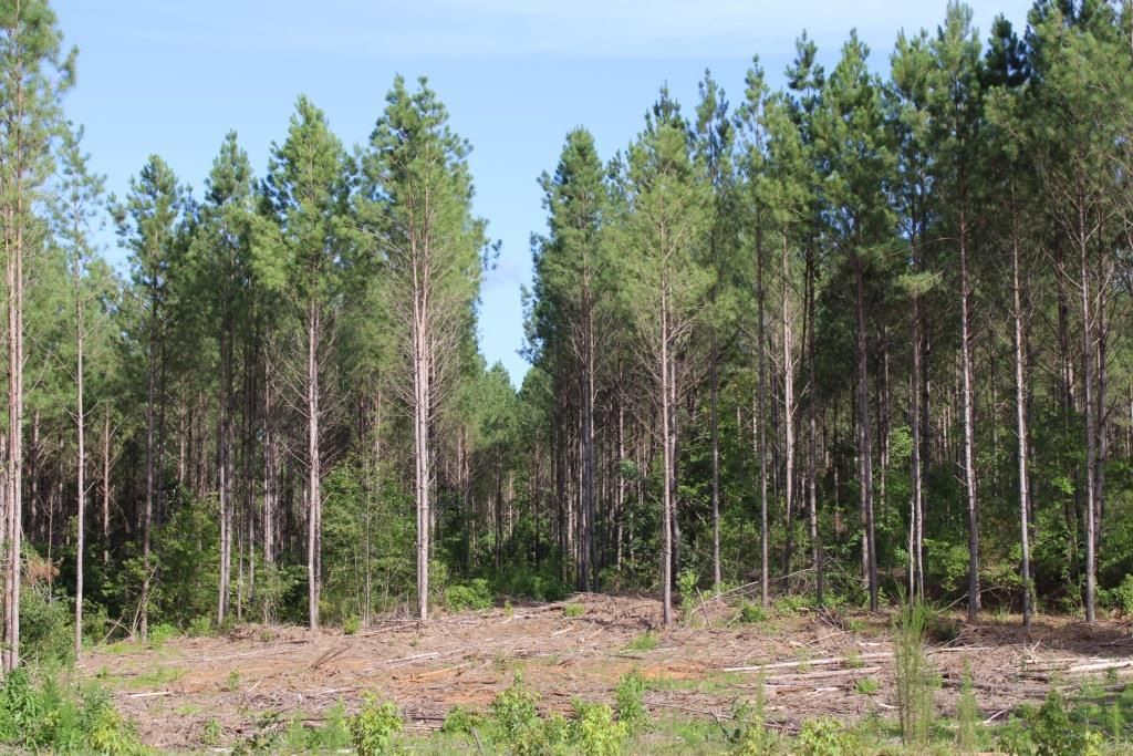 37.5 Acres, Ebb Mack Road, Saluda, SC 29138 Land and Farm