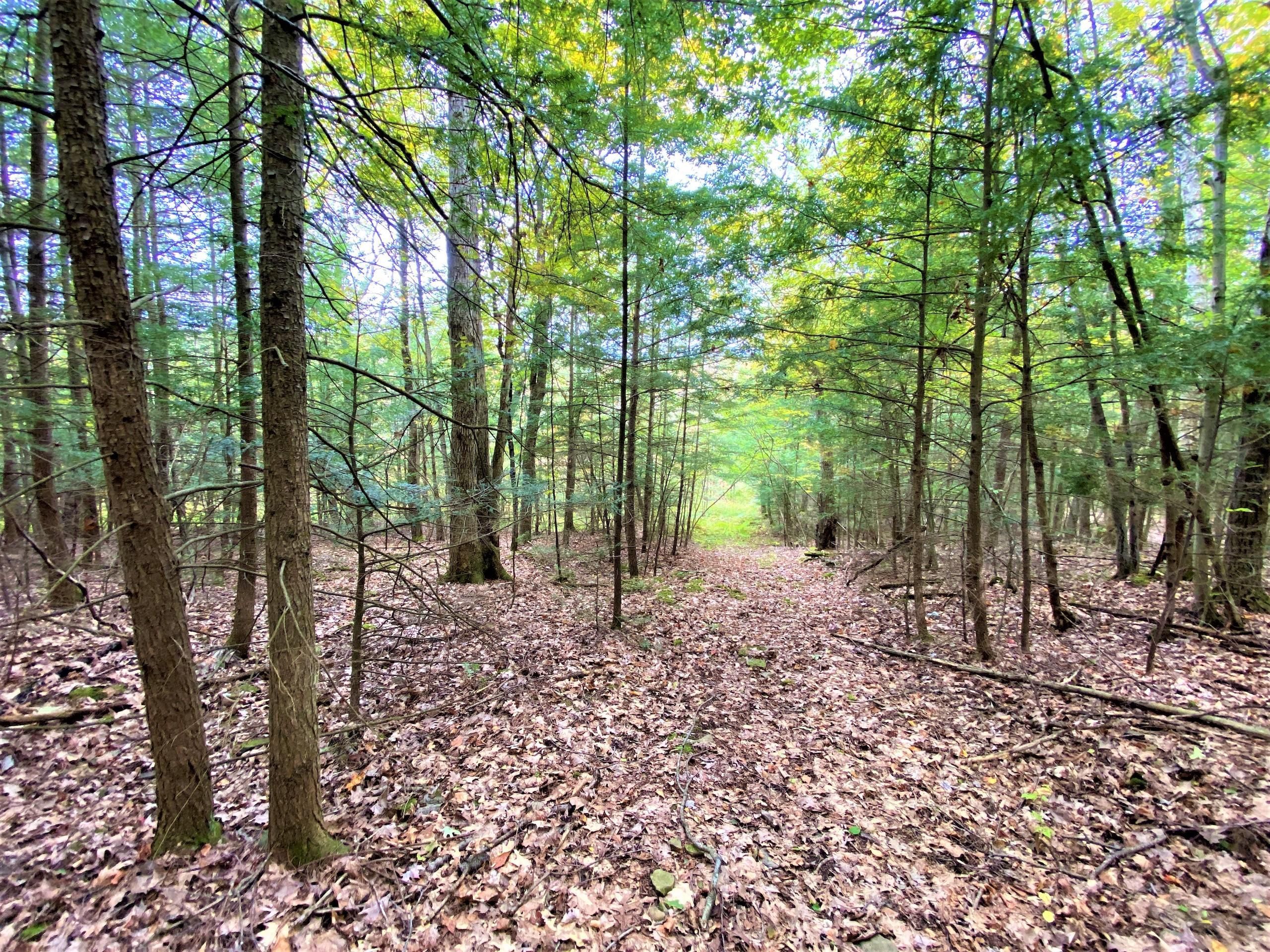 13.97 Acres, Tinkertown Road, LotWP001, Addison, NY 14801 Land and Farm