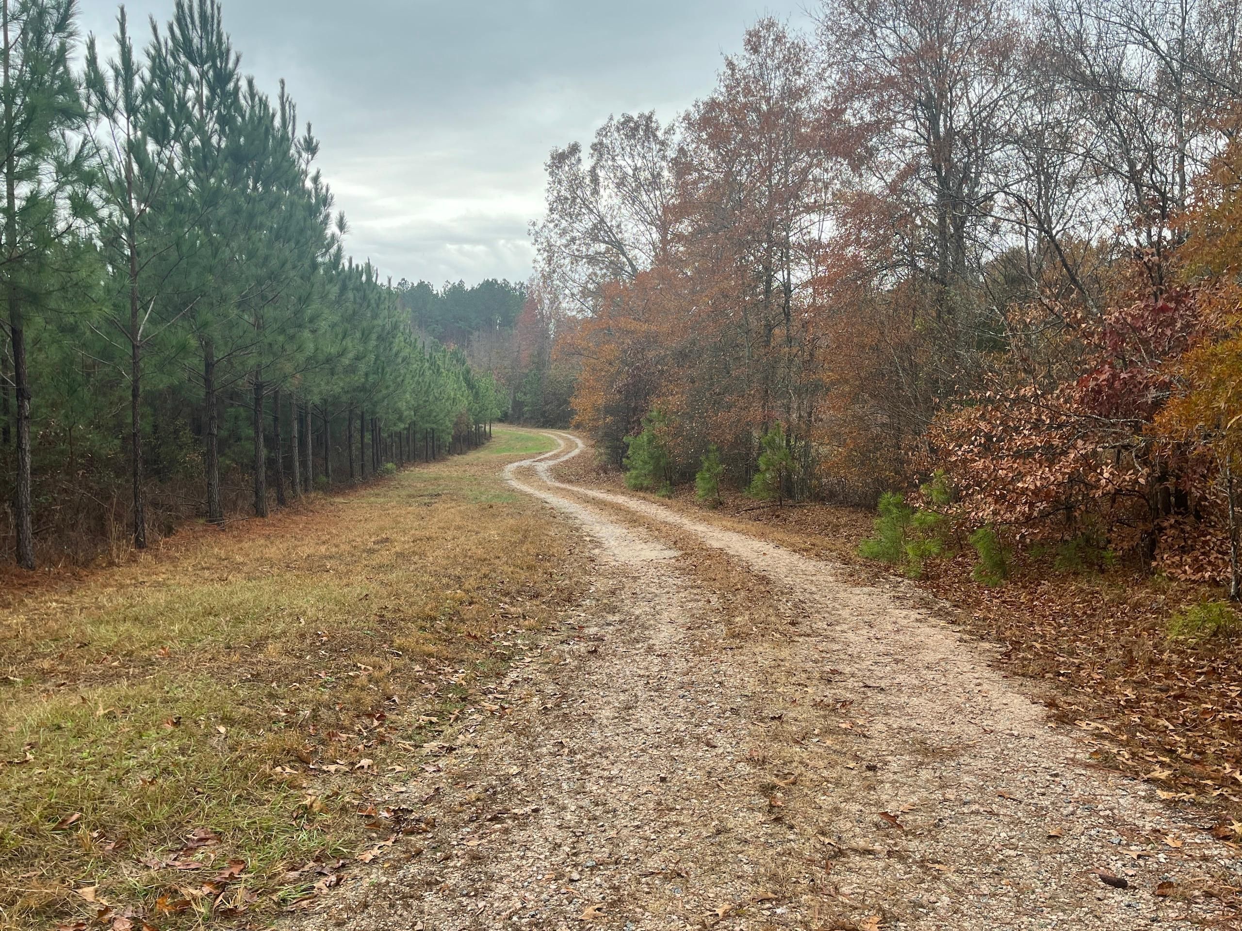58.81 Acres, Off Adcock Road, Lot WP001, Whitakers, NC 27891 Land