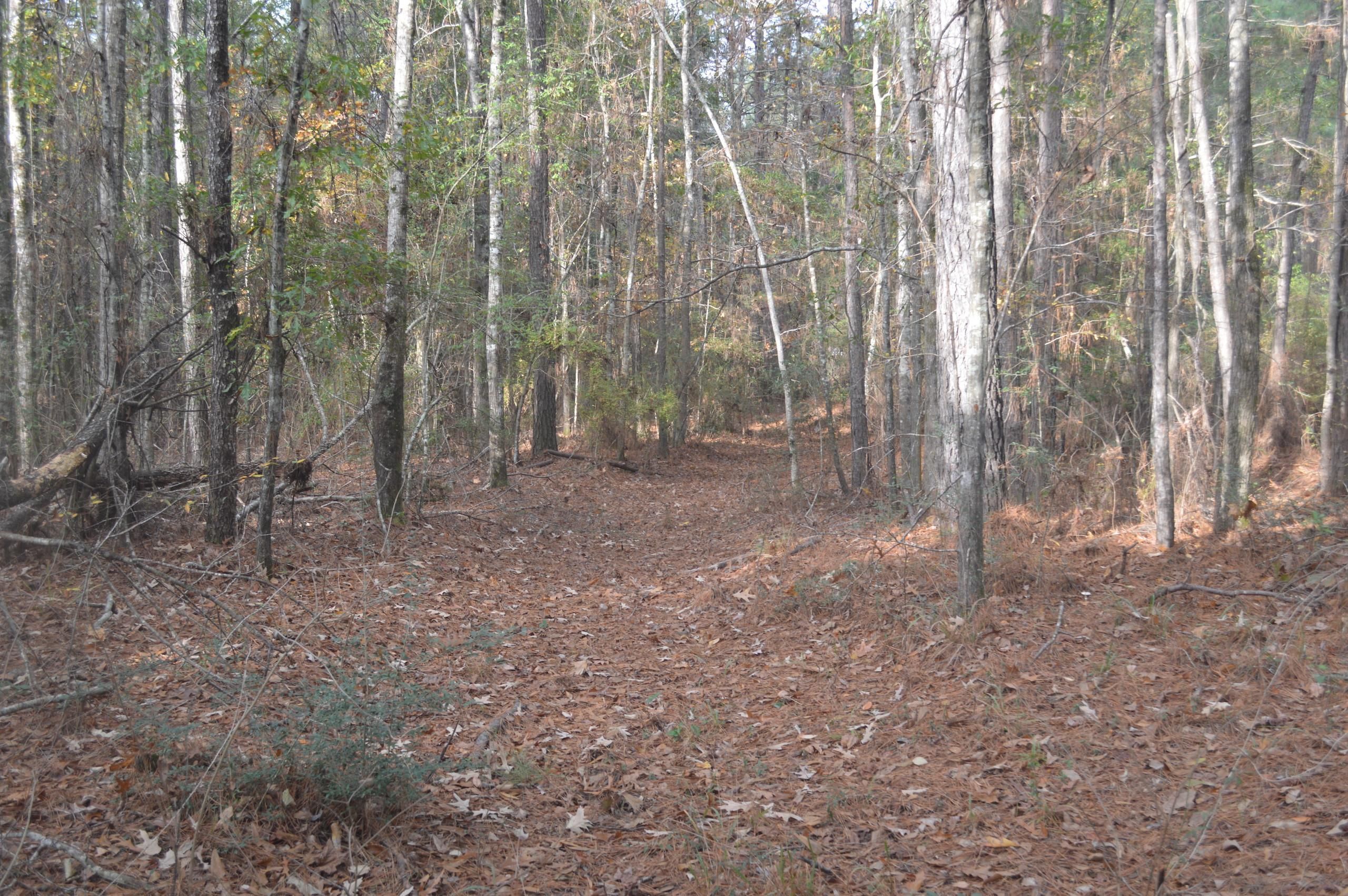 40 Acres, Bethel Church Road, Colfax, LA 71417 Land and Farm