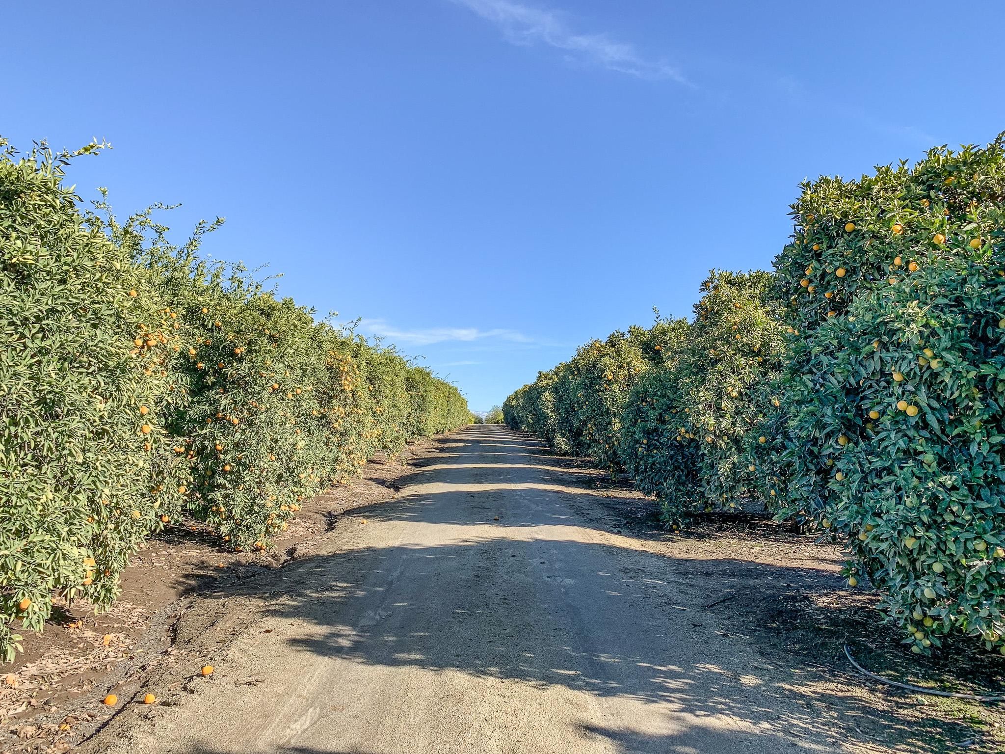 288.15 Acres, Terra Bella, CA 93270 Land and Farm