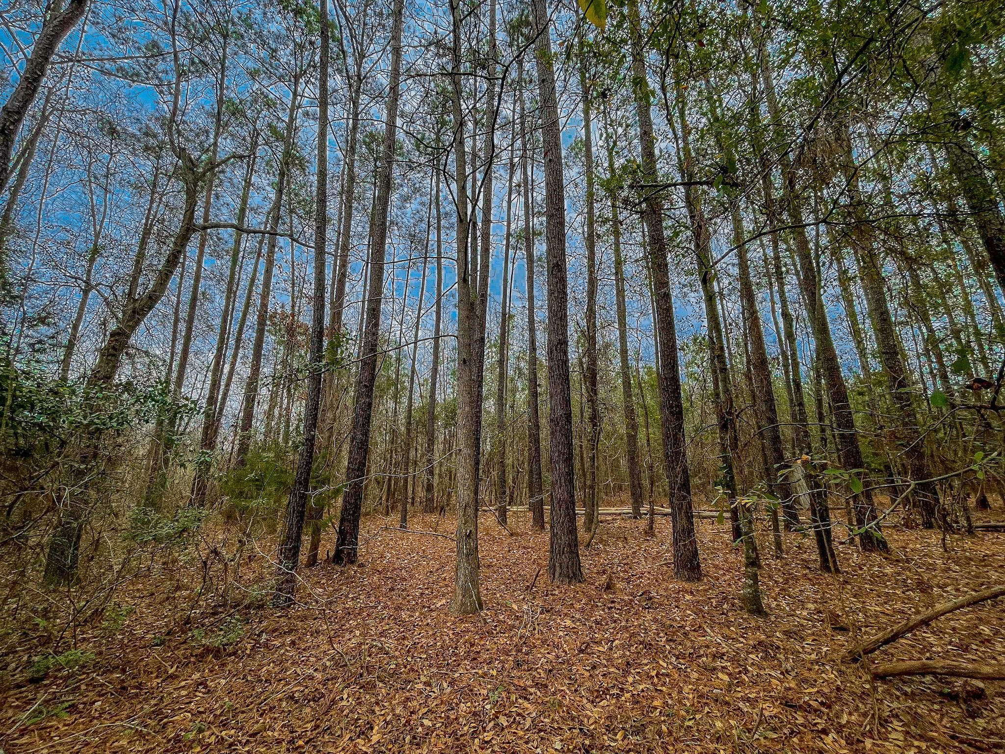 16.6 Acres, Sims Reach Road, LotWP001, Kingstree, SC 29556 Land and Farm