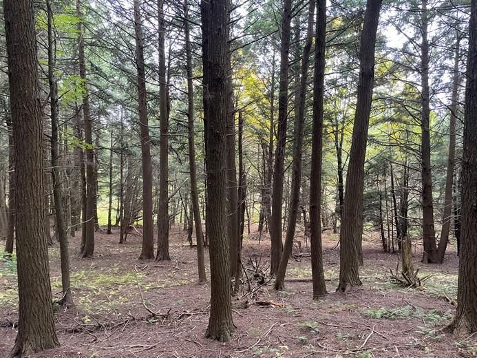 Lot 7 County Road 12, Laurens, NY 13796 MLS 11151483 Land and Farm