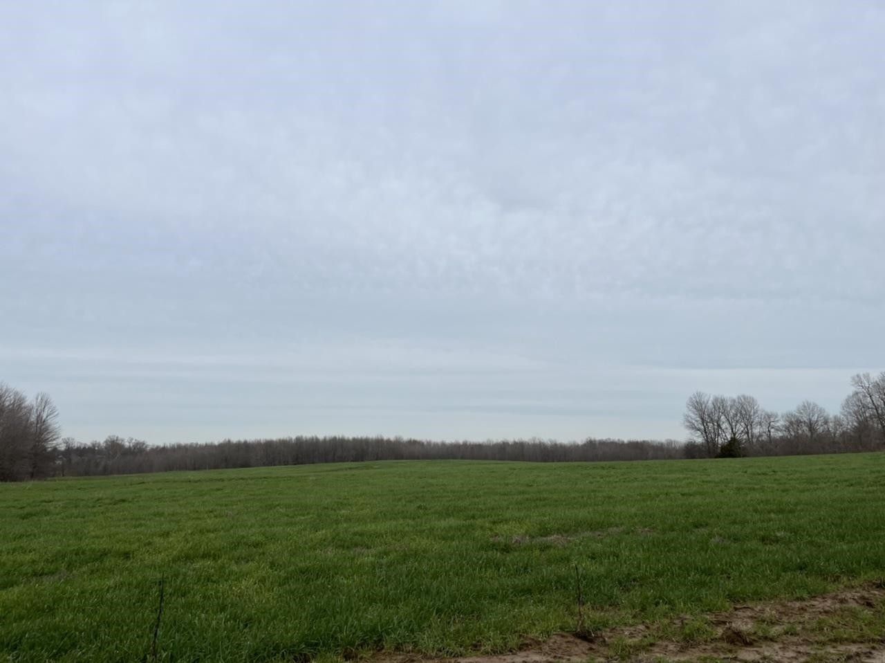 36.21 Acres, 974 Phillips Road, Smiths Grove, KY 42171 Land and Farm