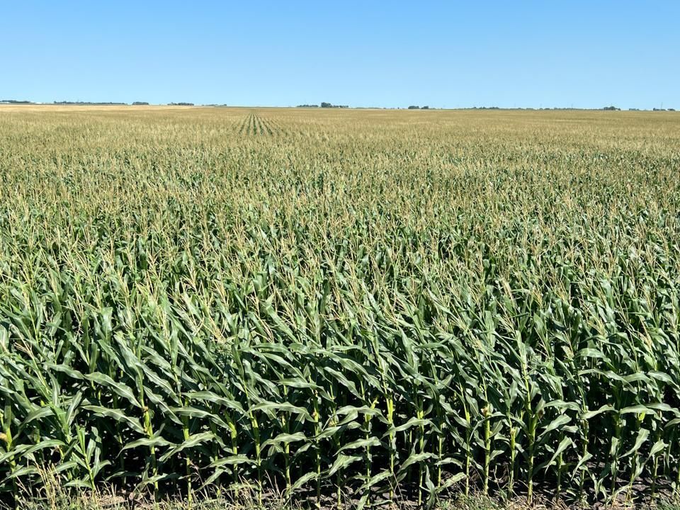 452 Acres, Ada, MN 56510 Land and Farm