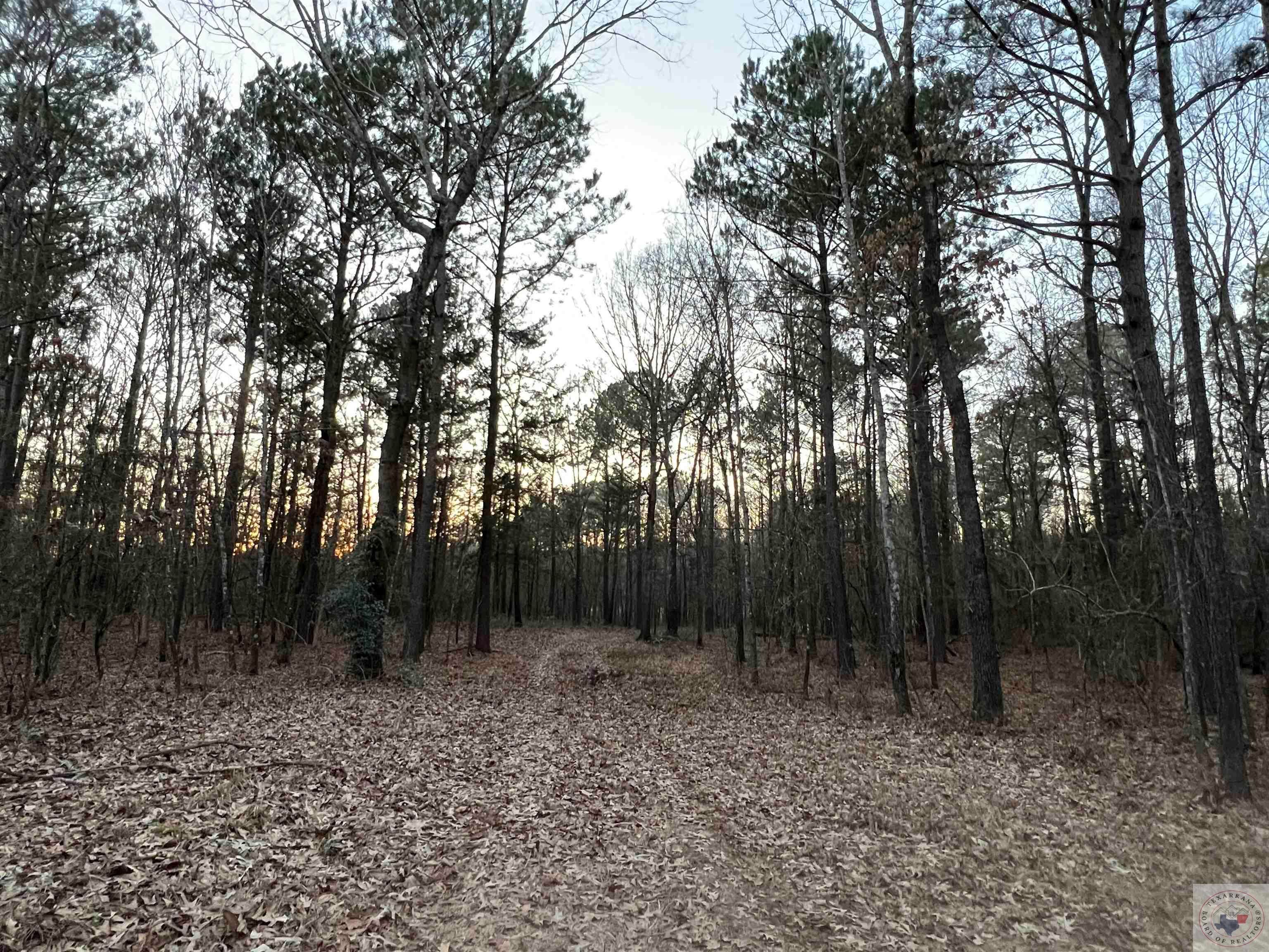 TBD Cr 4120, Simms, TX 75567 MLS 111343 Land and Farm