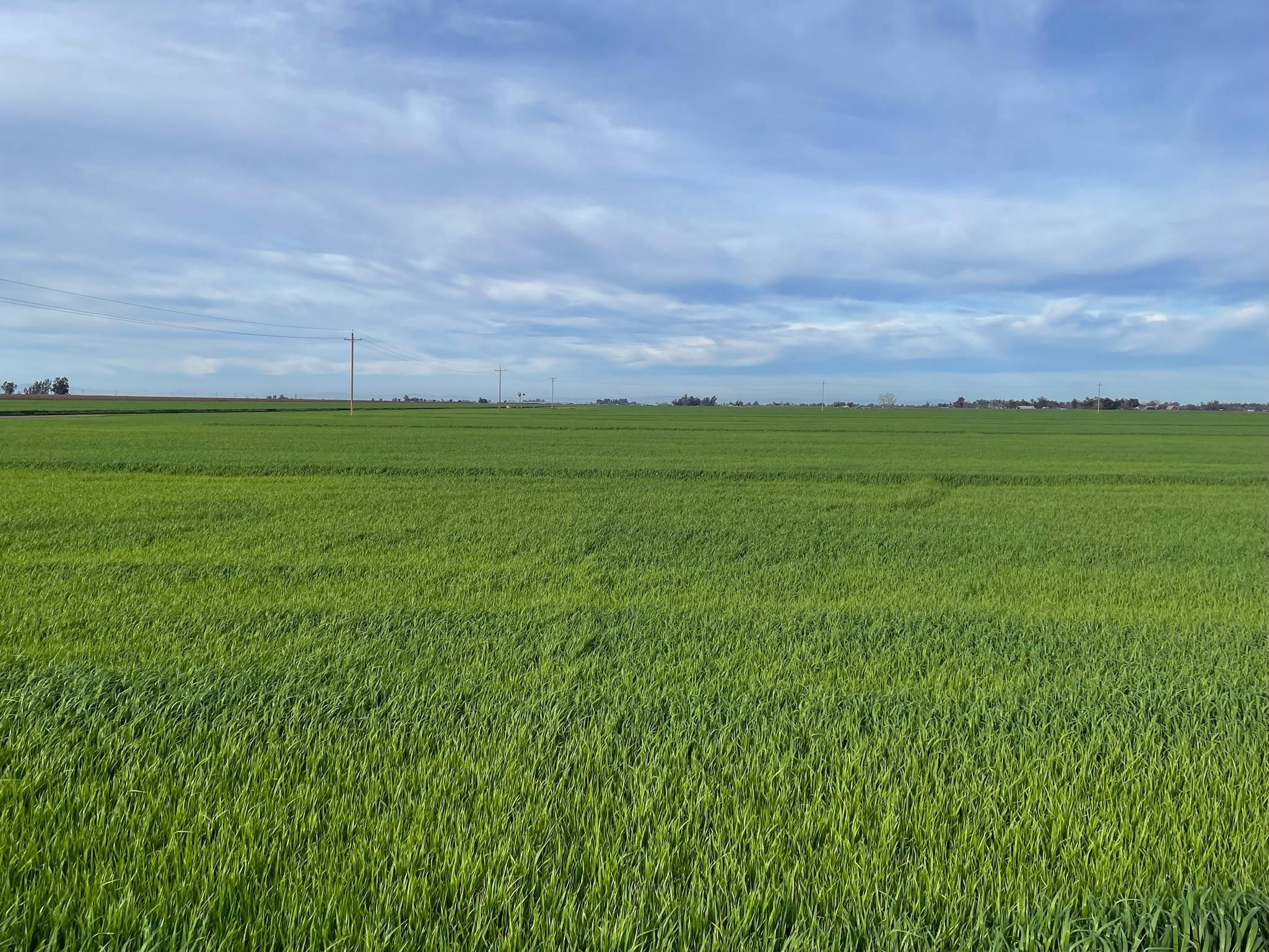 W. side of Thornton Rd., Merced, CA 95341 Land and Farm