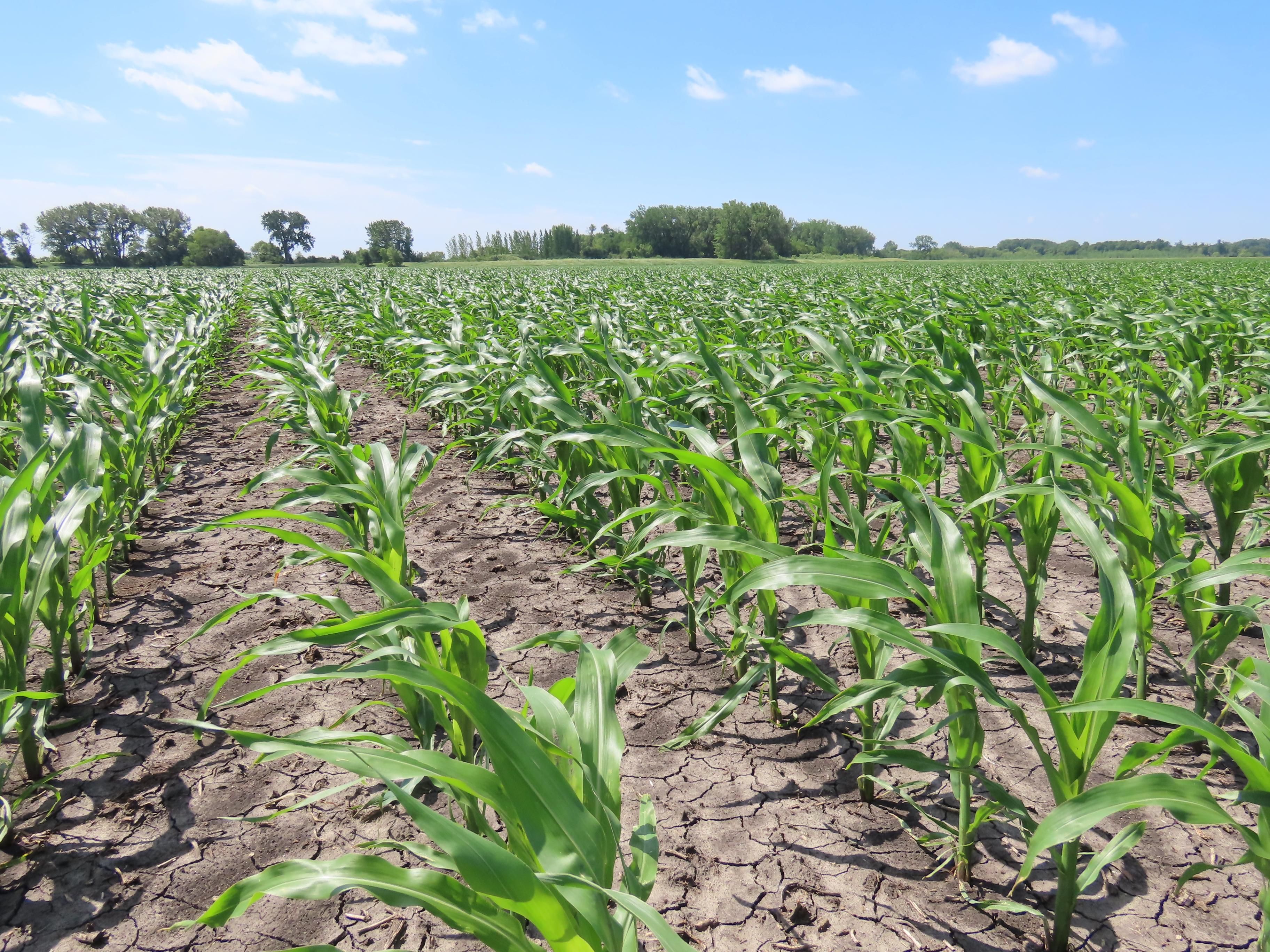 120 Acres, Ada, MN 56510 Land and Farm