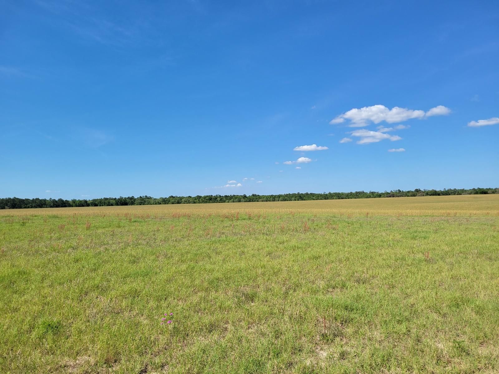 15 Acres, E Hwy 318, Fort McCoy, FL 32134 Land and Farm