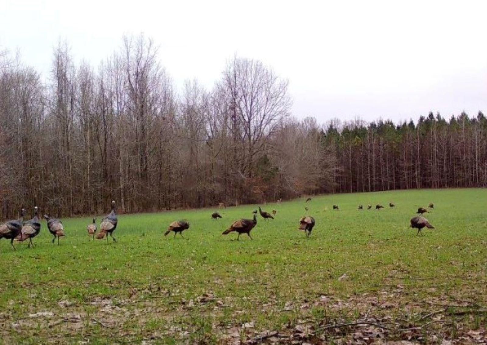 292 Acres, Charleston, MS 38921 Land and Farm