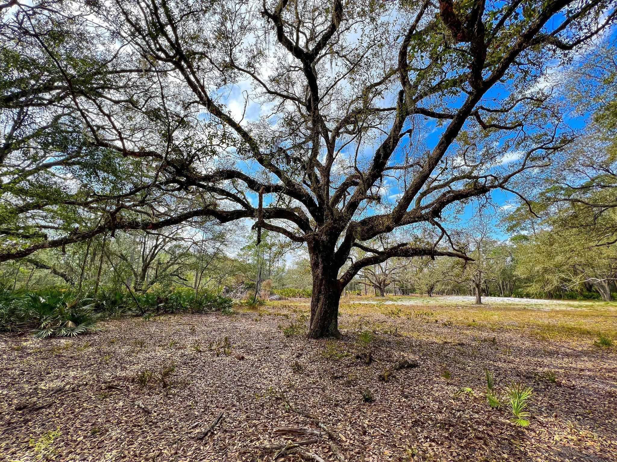 25 Acres, 5821 Courtney Grade, Perry, FL 32348 Land and Farm