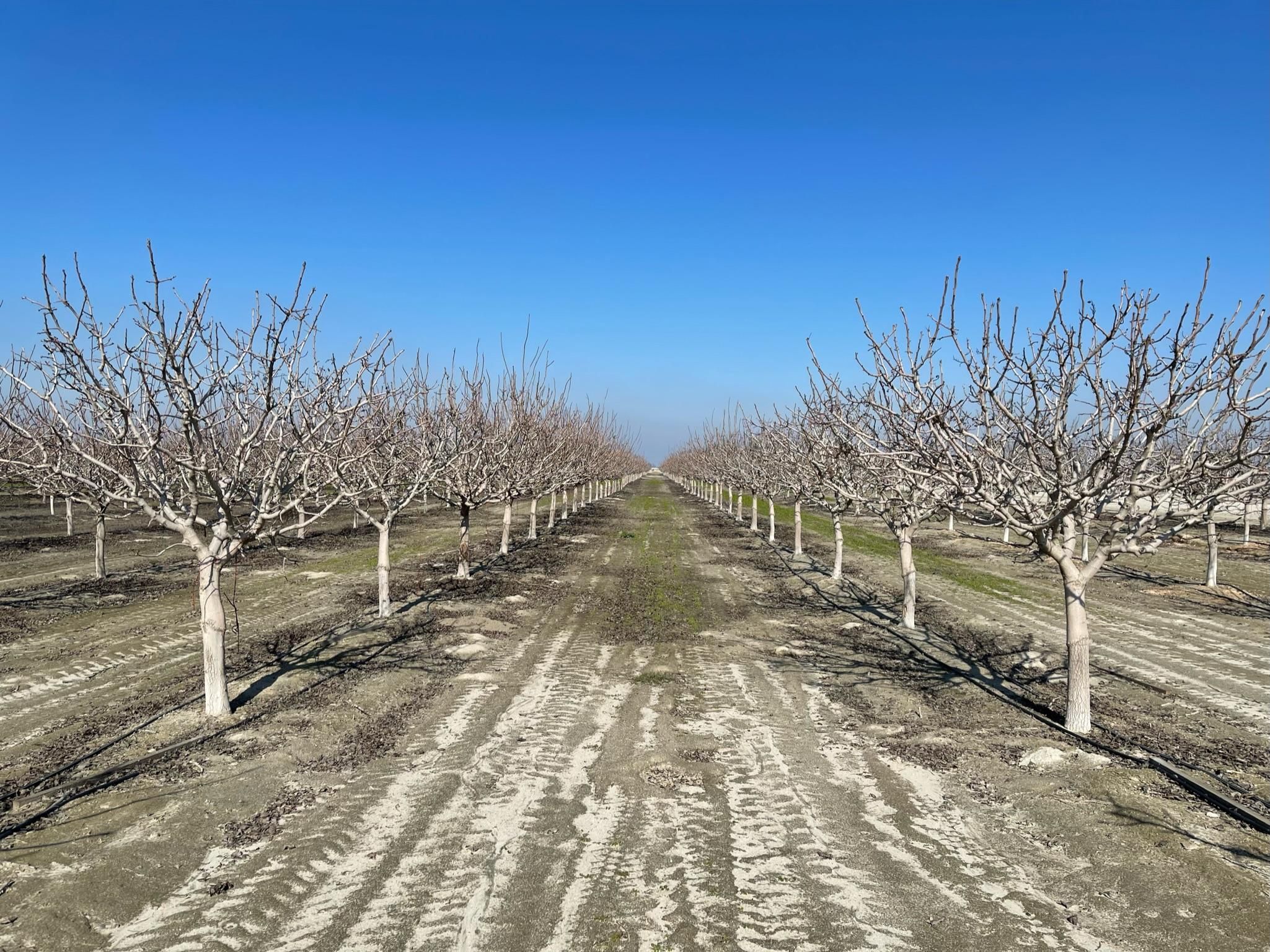 1,840 Acres, 15001 Kansas Ave., Hanford, CA 93230 Land and Farm