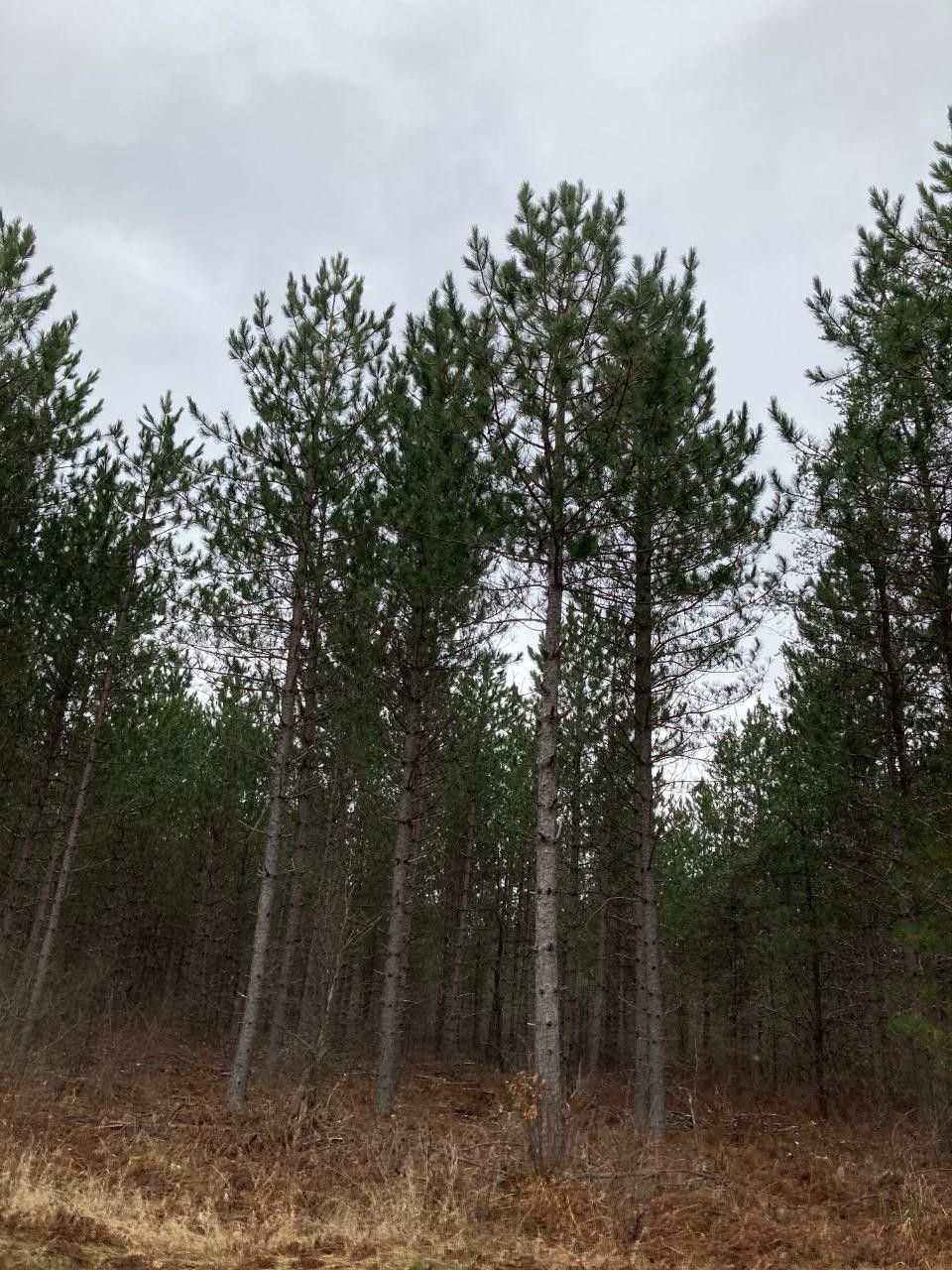 2,134.38 Acres, On SWAMP LAKE RD, Tomahawk, WI 54487 Land and Farm