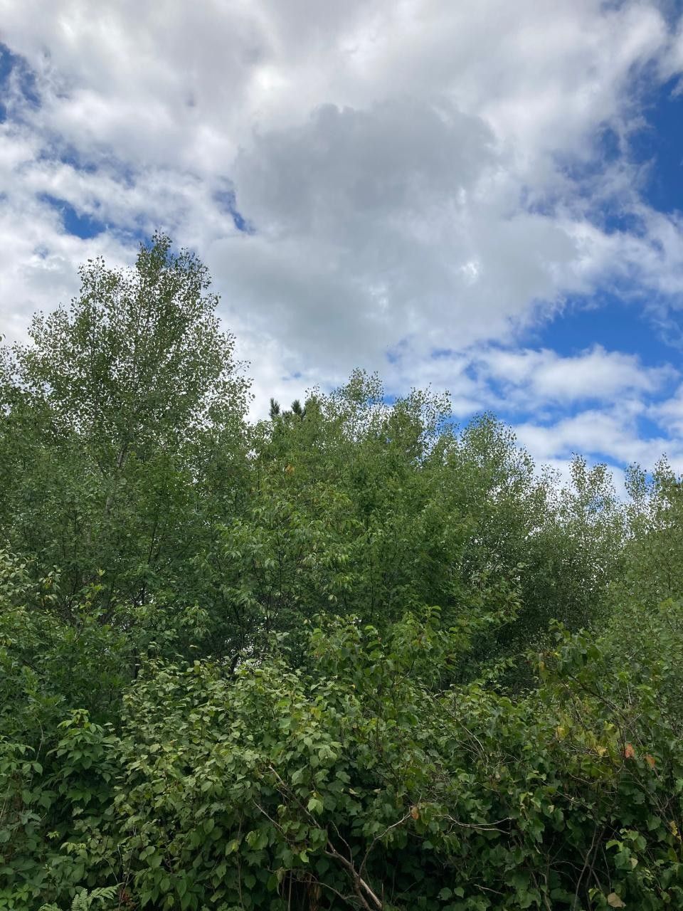 160 Acres, Near CTH Y, Tomahawk, WI 54487 Land and Farm