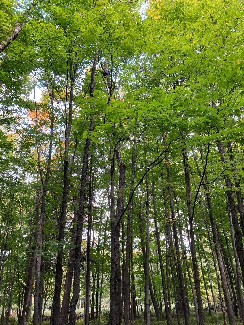 120 Acres, On LOST RD, Tomahawk, WI 54487 Land and Farm