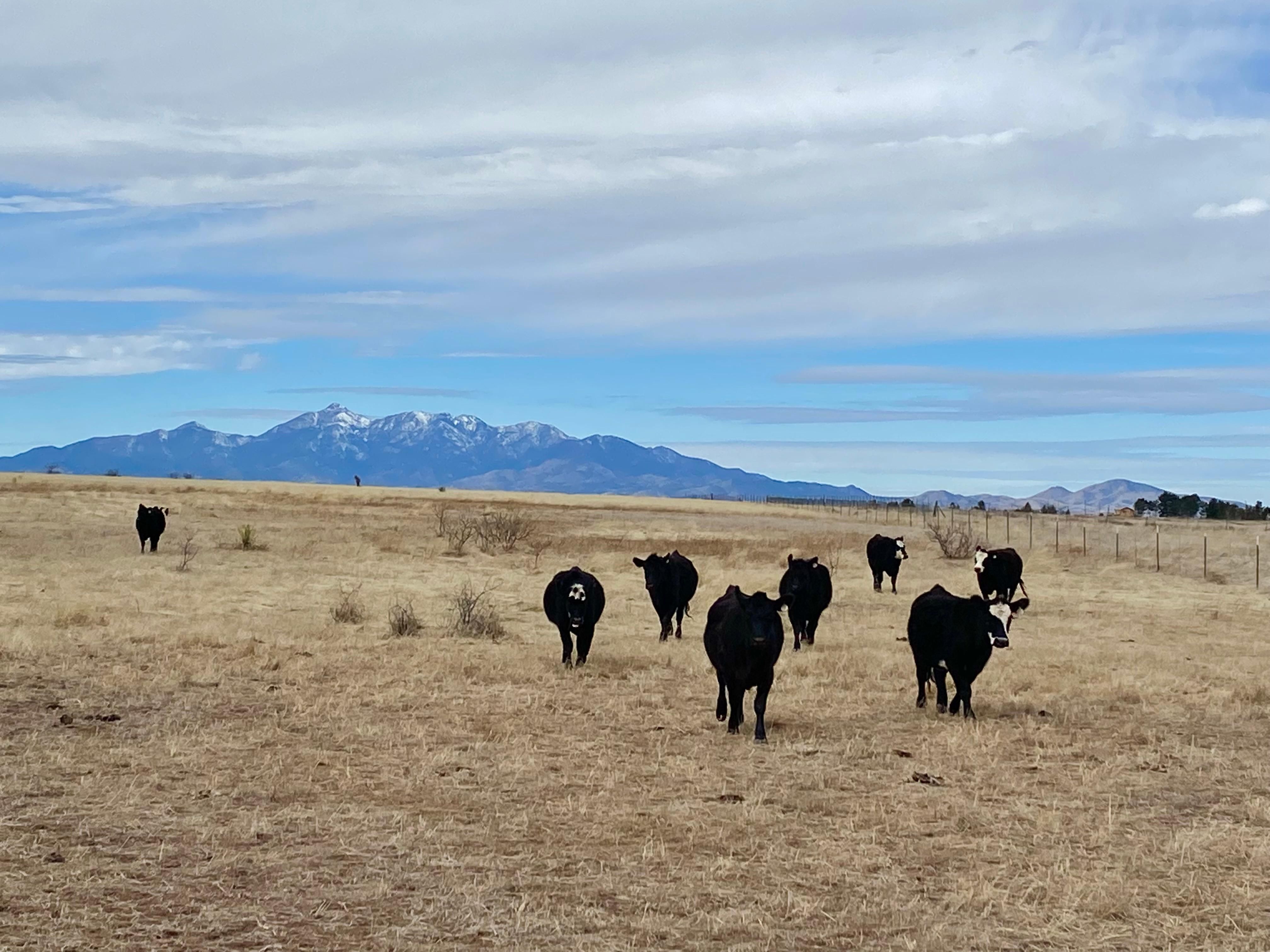 5.18 acres in Elgin, AZ, 85611 MLS 11139607 Land and Farm