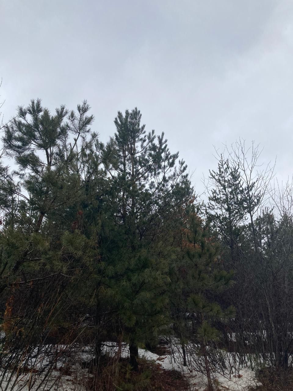 47.78 Acres, Lot 7 CTH Y, Tomahawk, WI 54487 Land and Farm