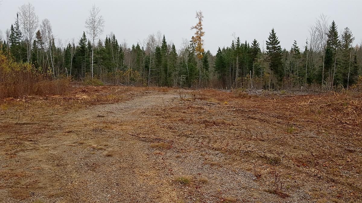 41.3 Acres, Old Winn Road, Springfield, ME 04487 Land and Farm