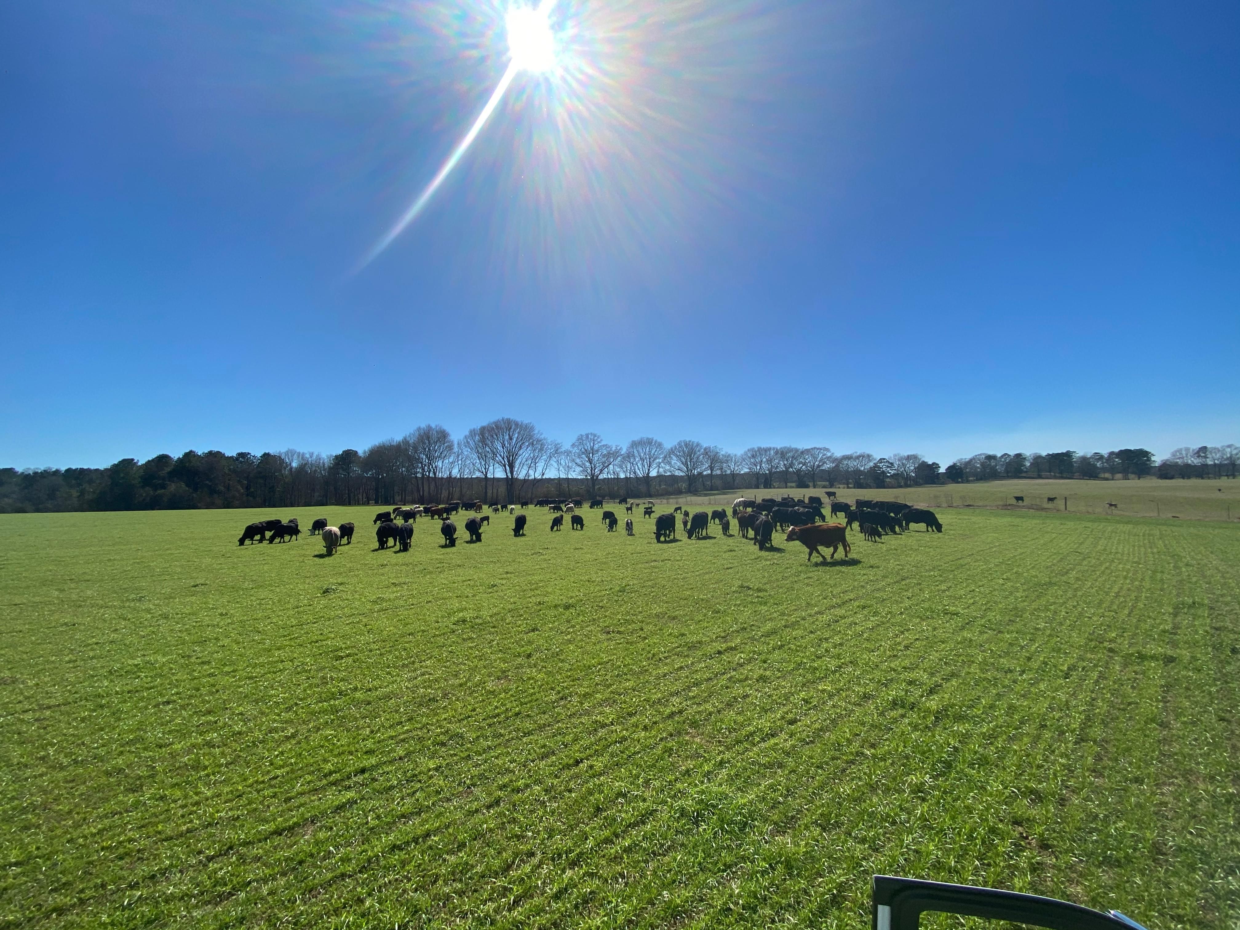 70 Acres, County Road 2275, Troy, AL 36079 Land and Farm
