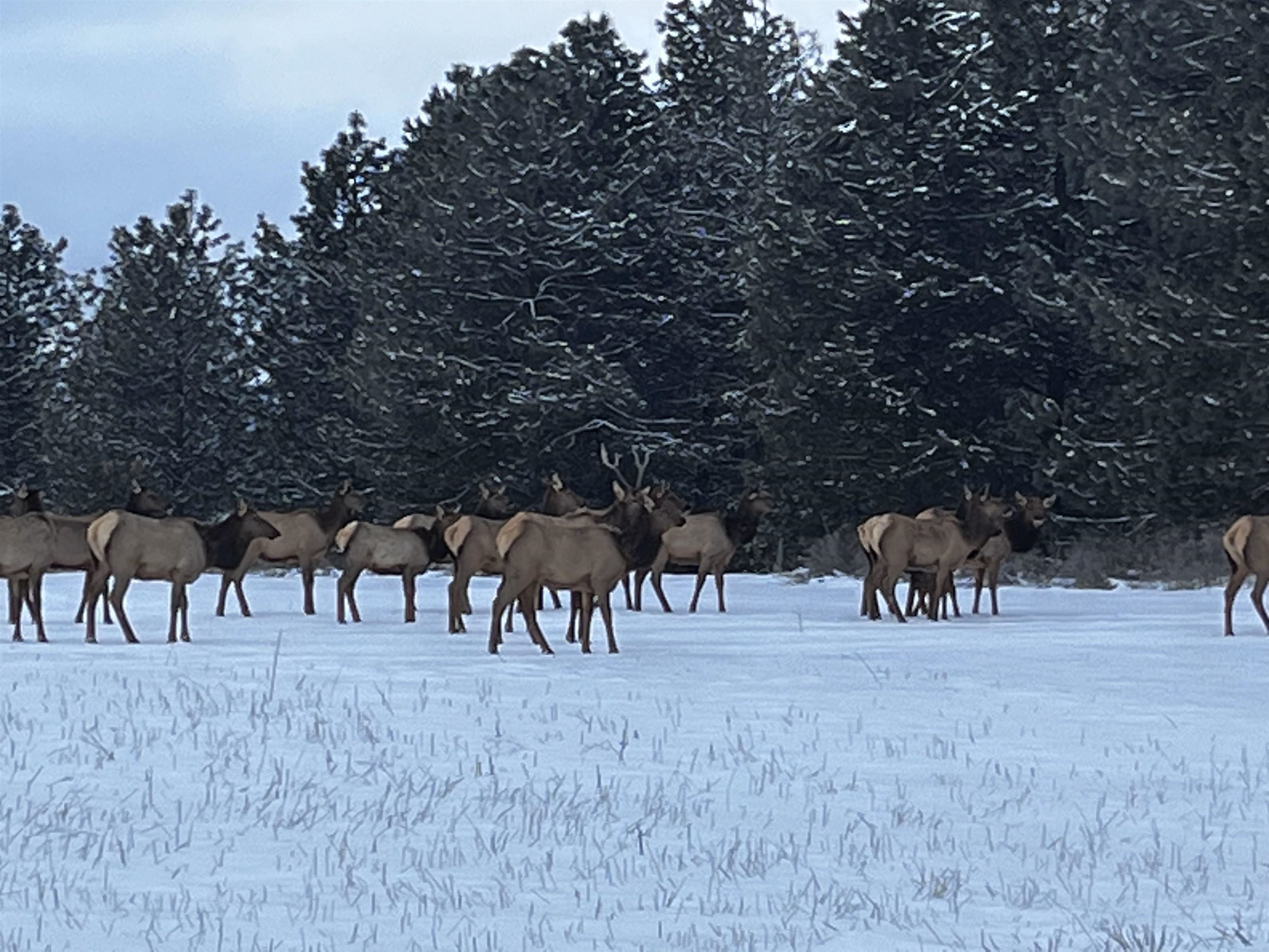 10 Acres, 42600 N Sherman (appox) Rd lot D, Deer Park, WA 99006 Land