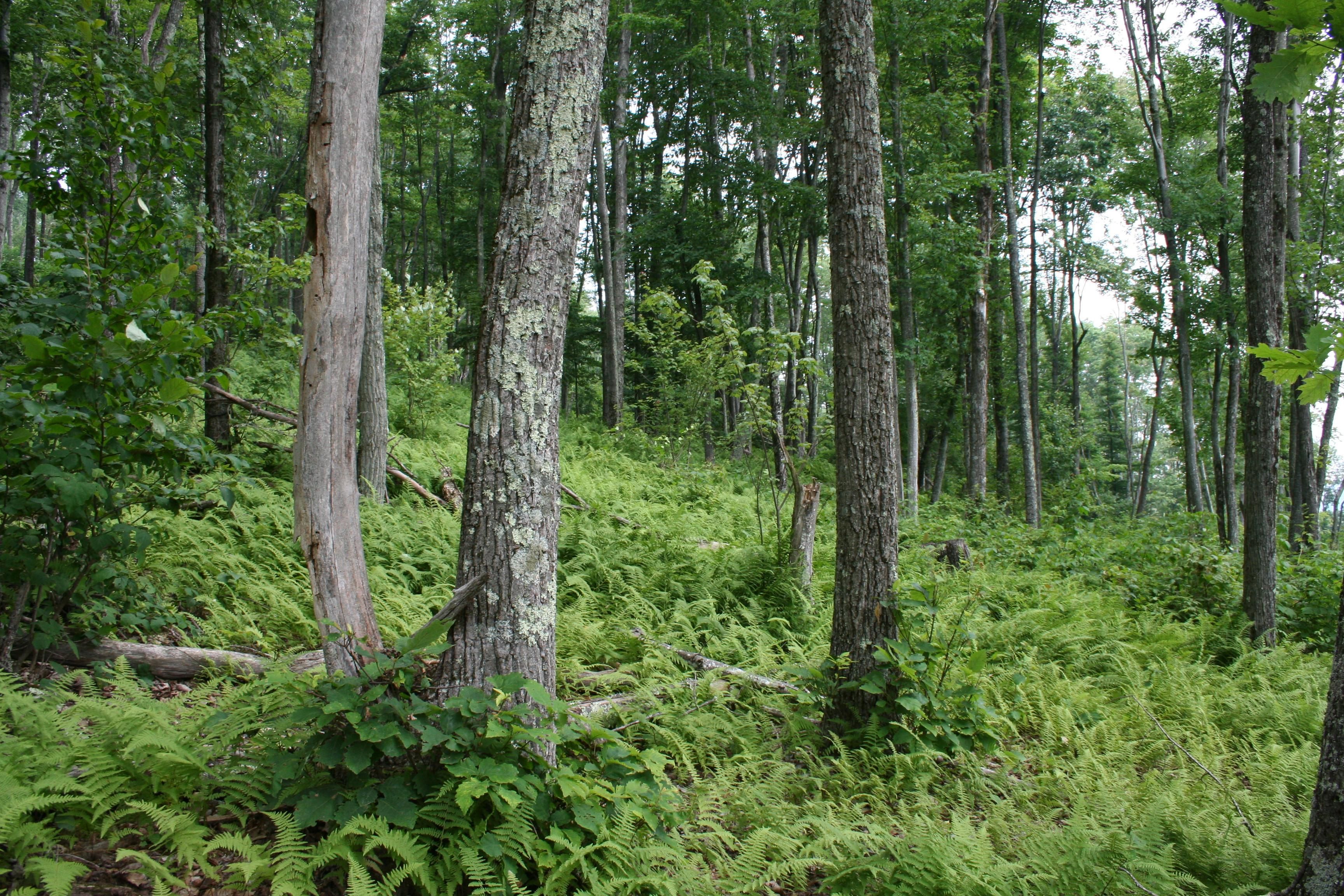 Highland Turnpike, Monterey, VA 24465 MLS 634921 Land and Farm