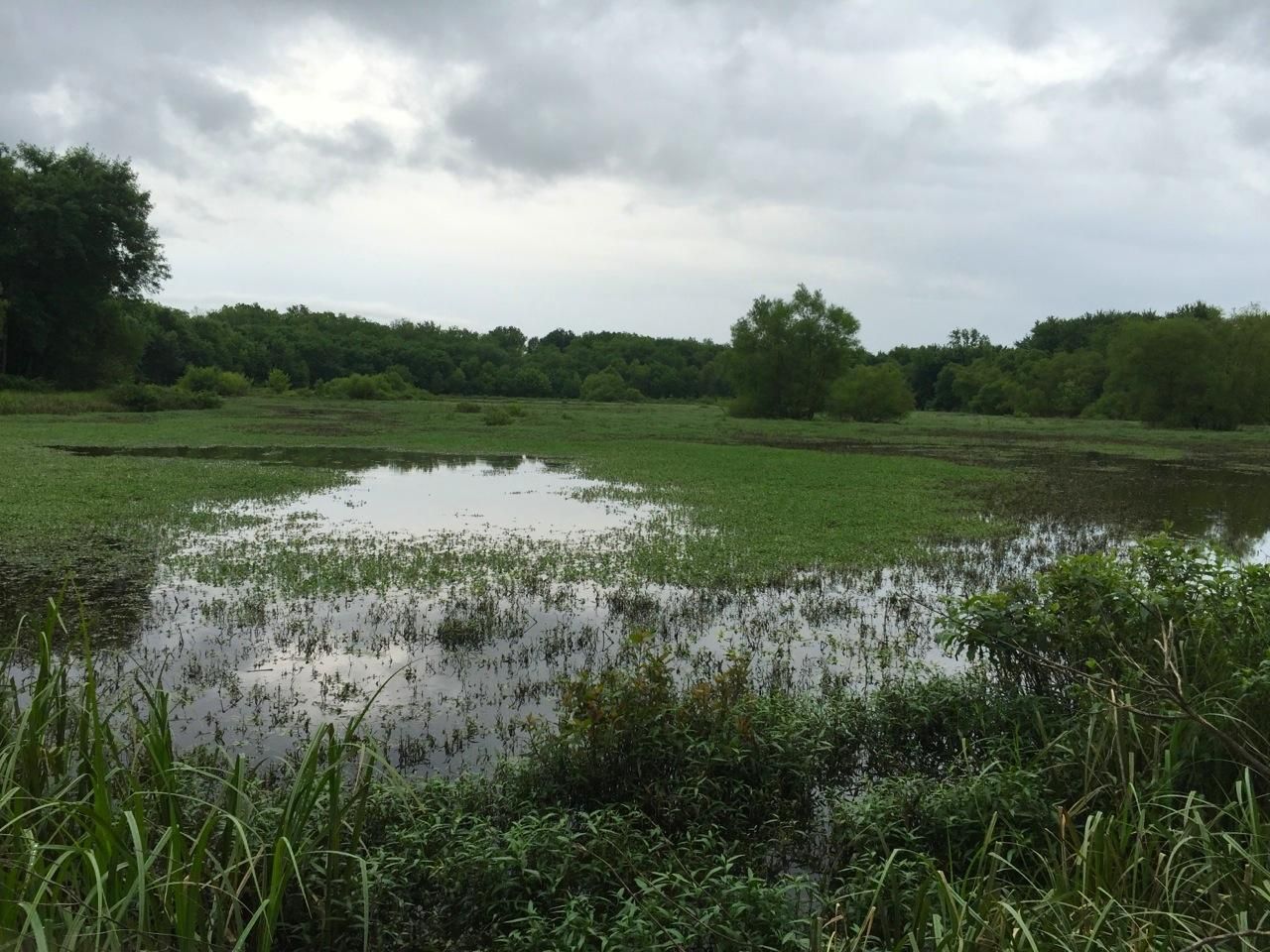 40 Acres, 7 Highway, Urich, MO Land and Farm