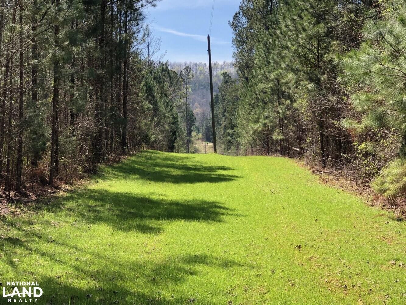 123.5 Acres, CR 59, Moulton, AL 35650 Land and Farm