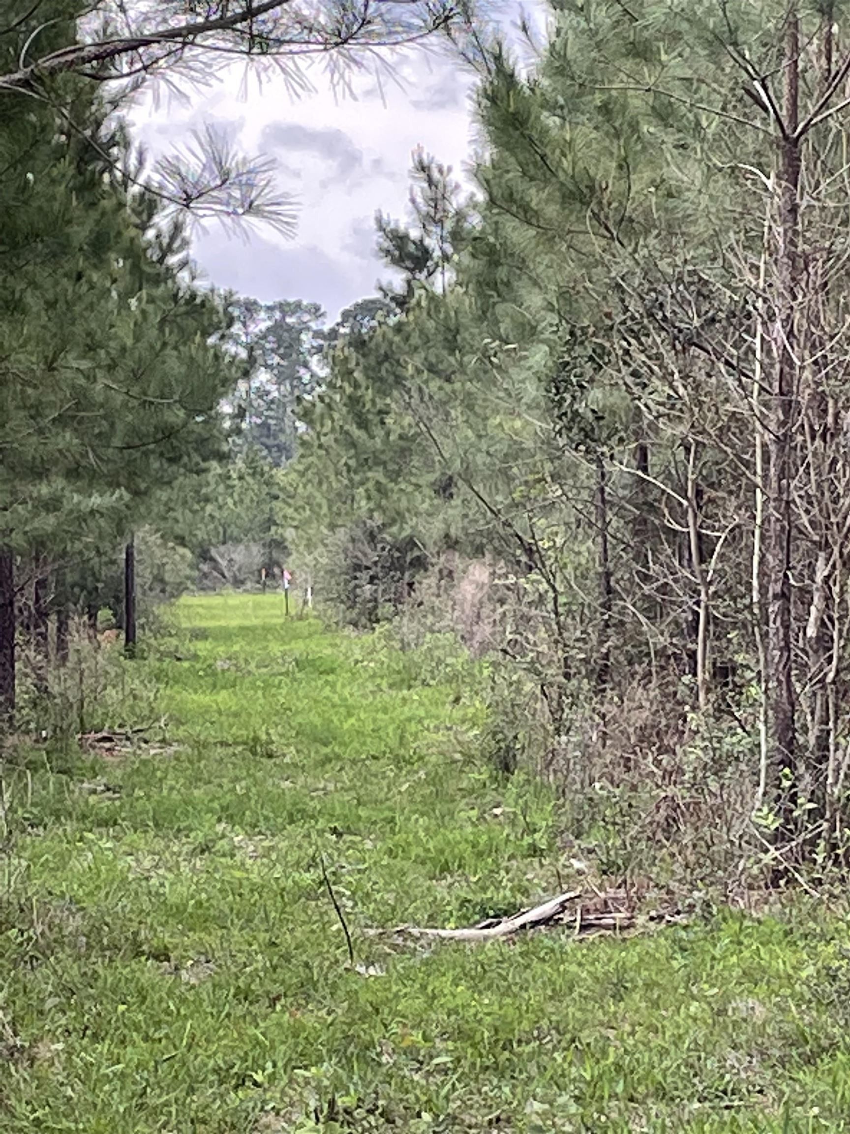 19.68 Acres, 14325 W FM 83, Bronson, TX 75930 Land and Farm