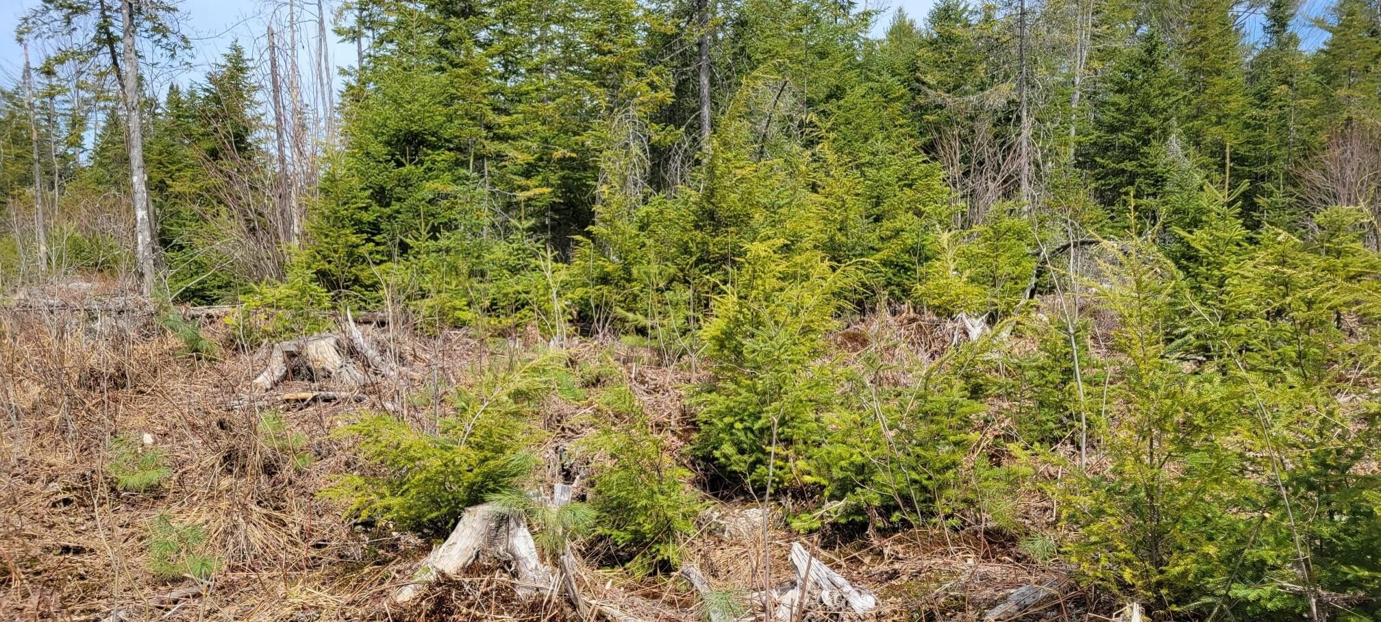 10 Acres, Lot 25 Rich Road, Harrison, ME 04040 Land and Farm