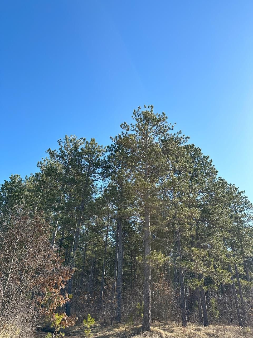 70.68 Acres, On SPRING CREEK DR, Tomahawk, WI 54487 Land and Farm