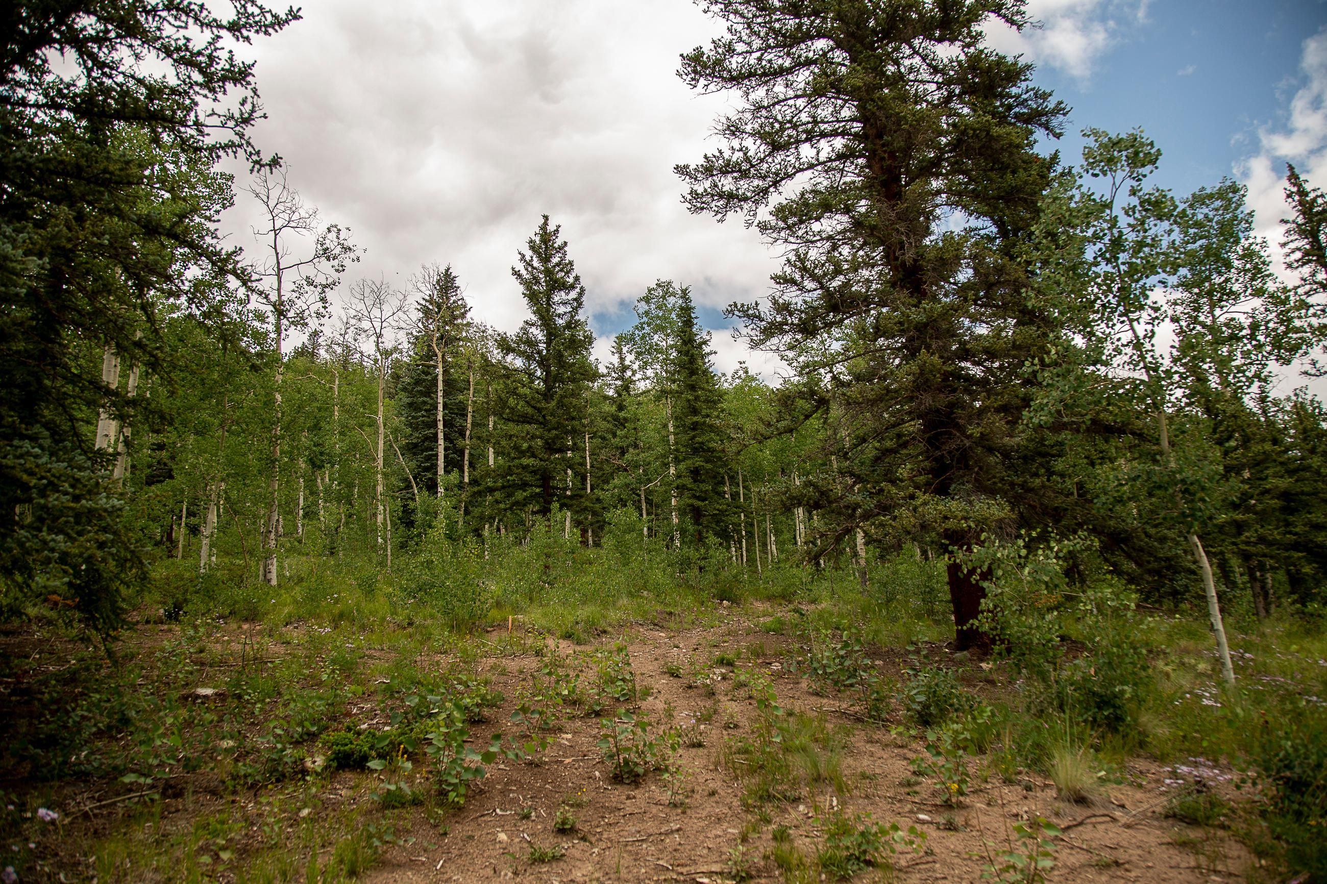 32008 Elk Trail Ln, Creede, CO 81130 MLS 802772 Land and Farm